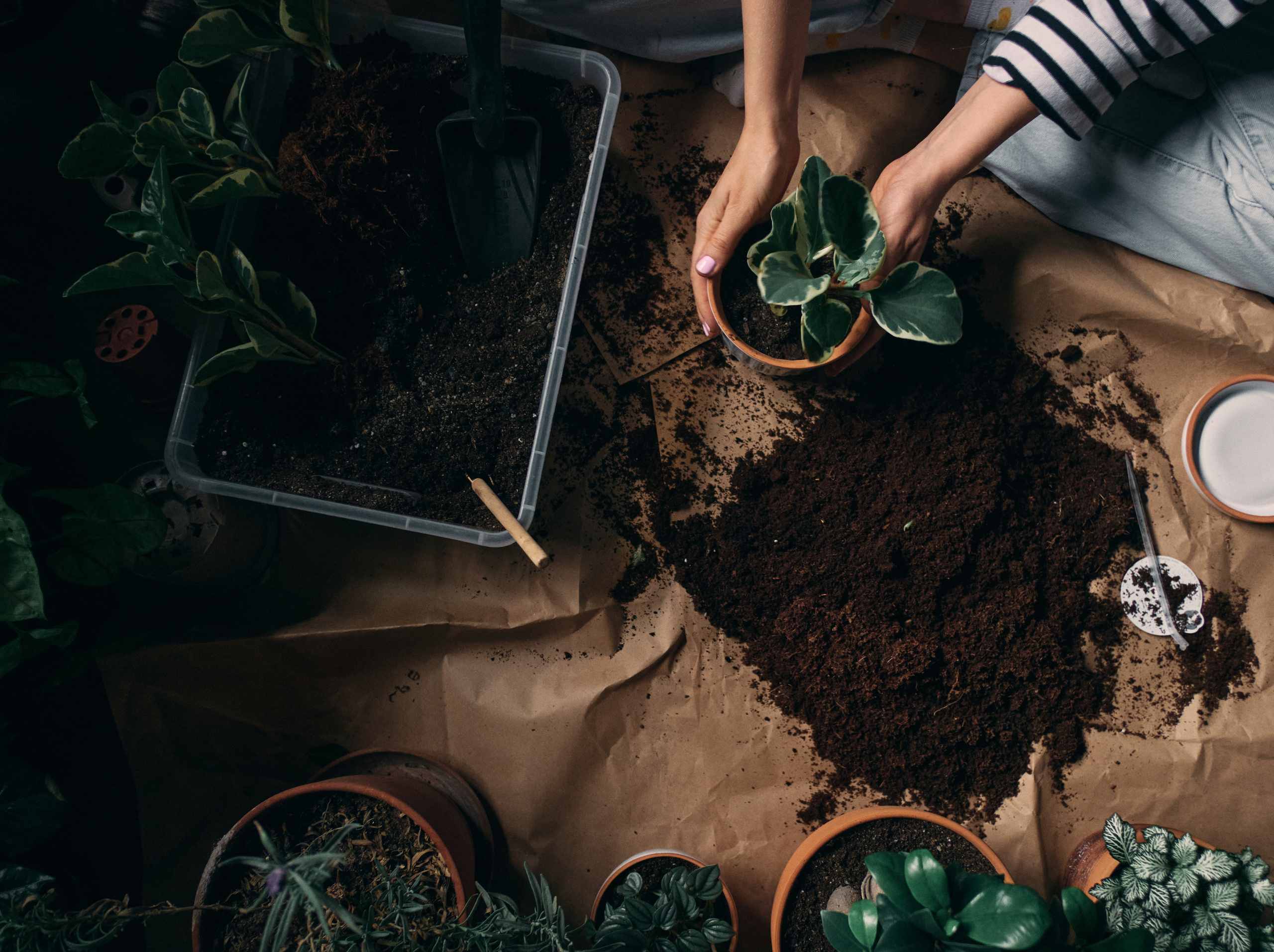 Интервью с Марией Солоповой — Plants NSK. Артём Кузнецов, фотограф, Новосибирск