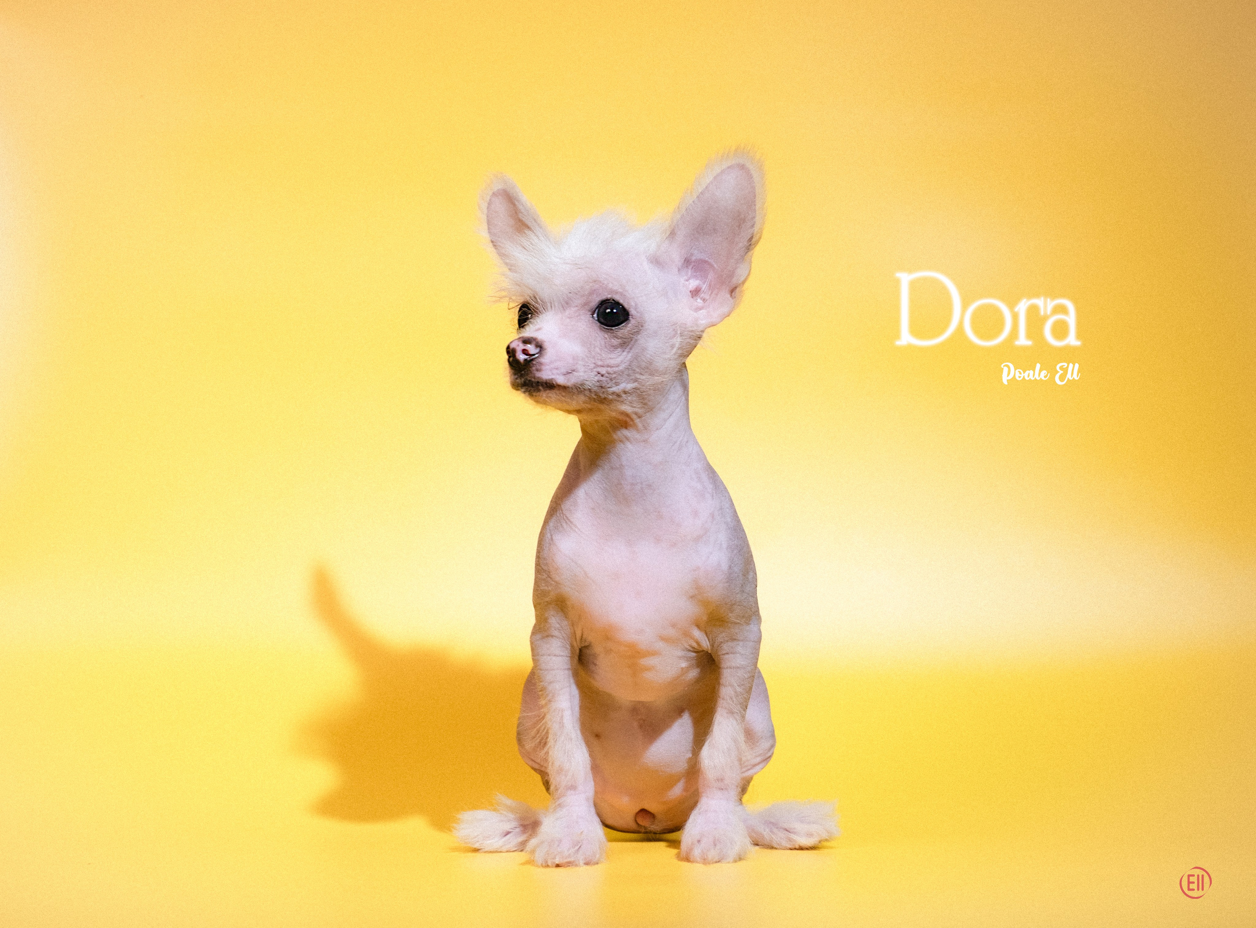 Питомник китайских хохлатых собак Poale Ell: купить щенка в питомнике