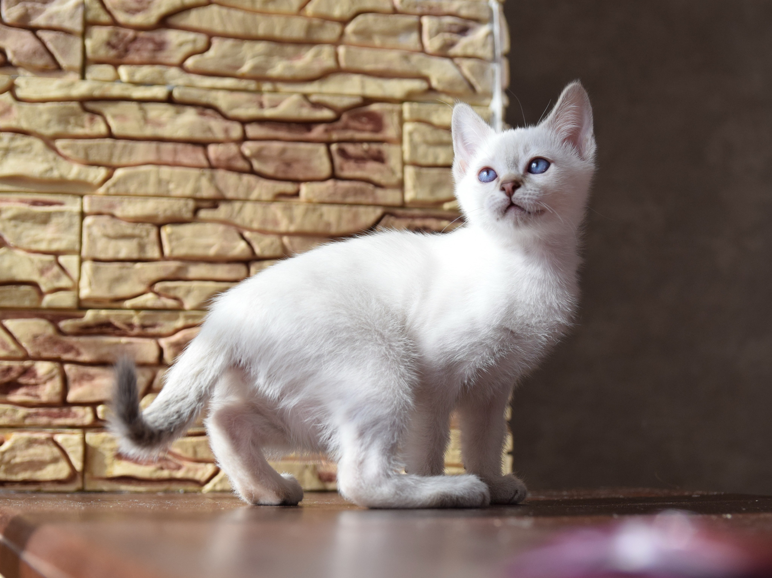 Котята. Питомник тайских кошек в Санкт-Петербурге Noyland