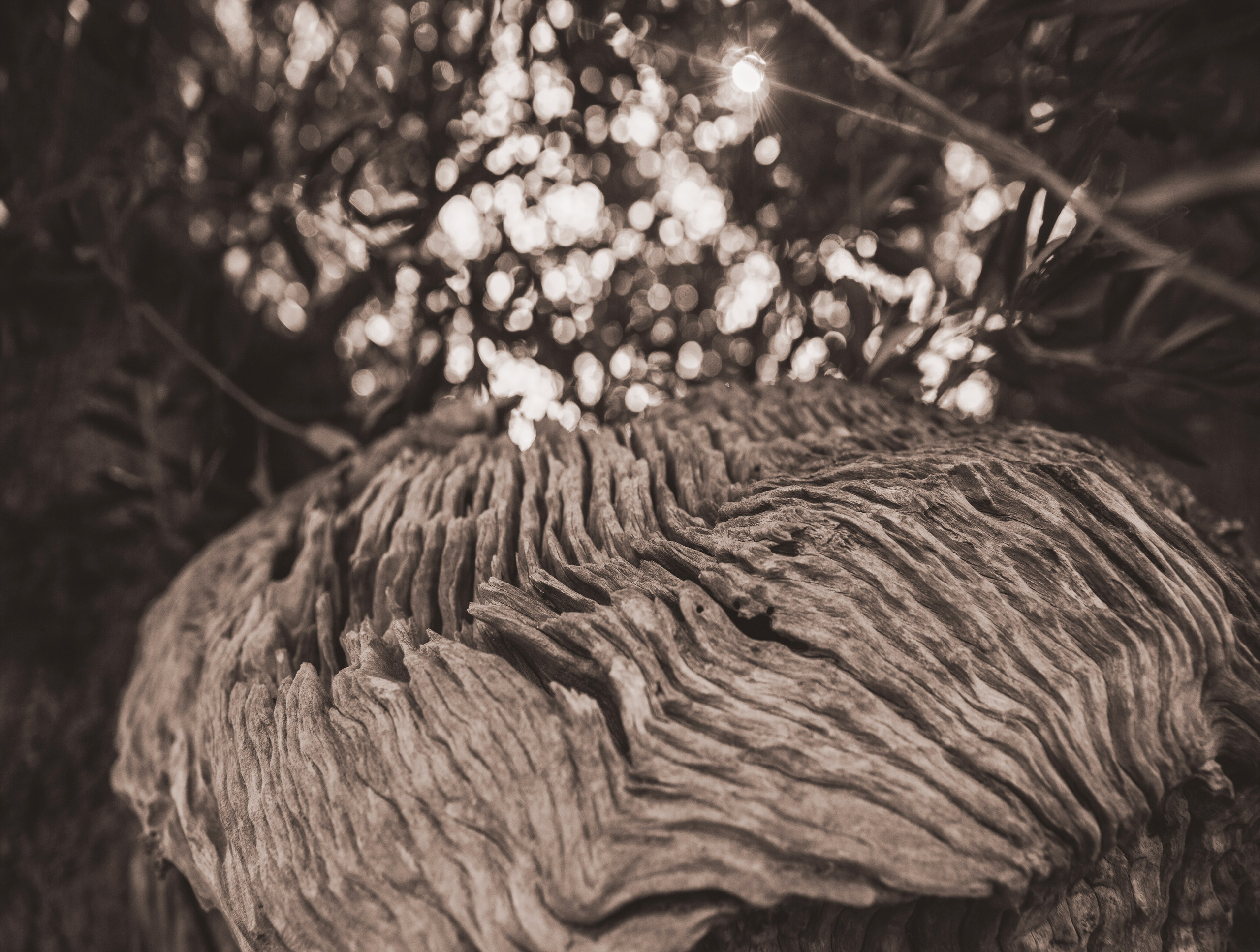 Галереи, выставки, арт-проекты. Visual artist, photographer Liana Darenskaya, Moscow