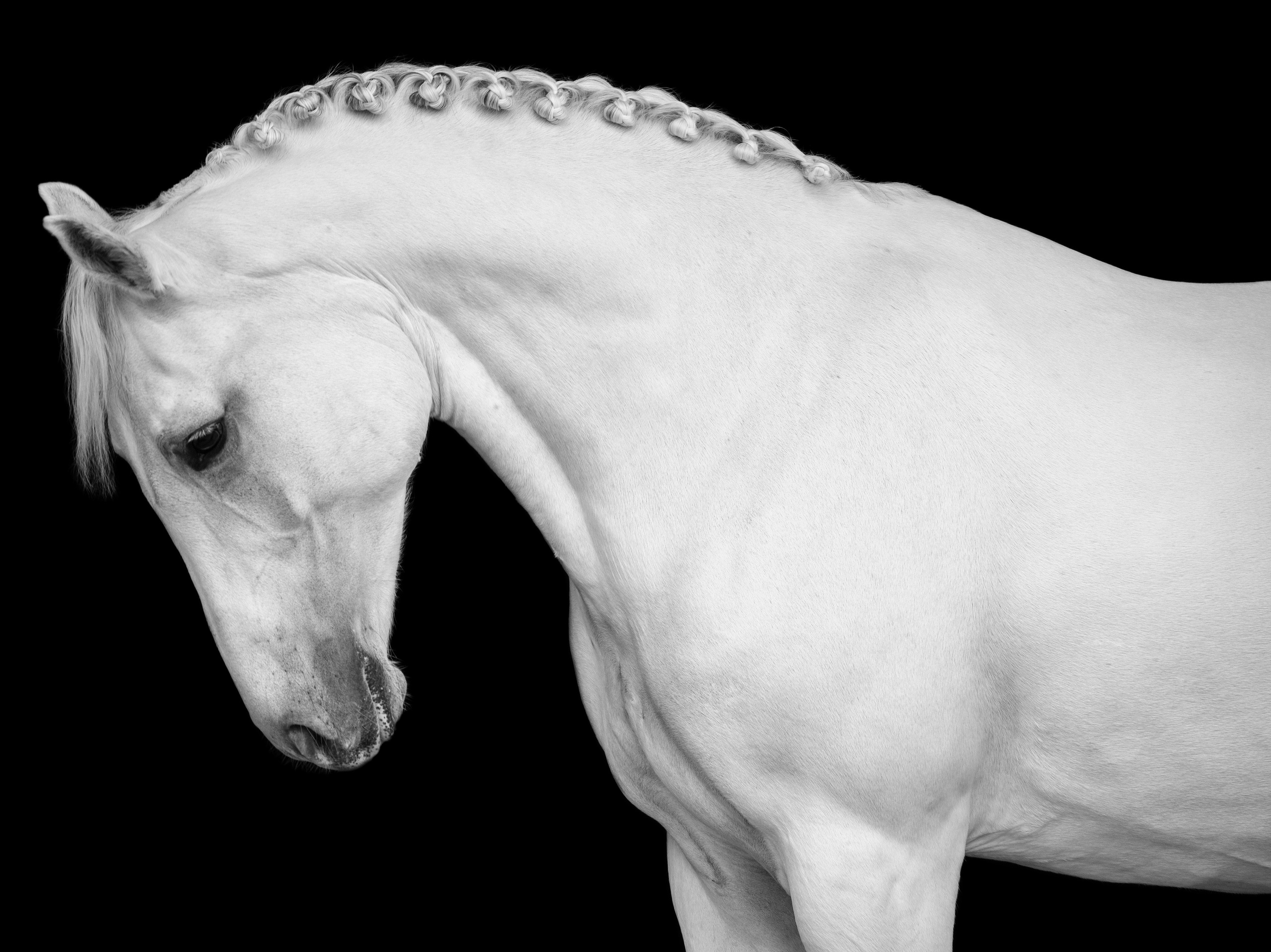 фото для интерьера, отпечаток, авторская фотография, купить отпечаток, купить фотографию, фото лошадей, фото лошади, красивые лошади, принт, цифровой отпечаток