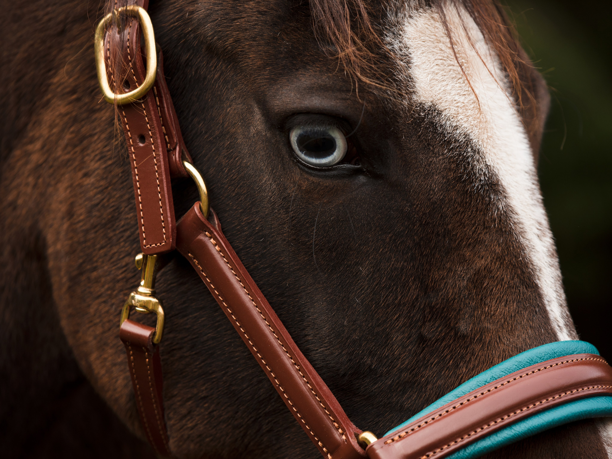 фото для интерьера, отпечаток, авторская фотография, купить отпечаток, купить фотографию, фото лошадей, фото лошади, красивые лошади, принт, цифровой отпечаток