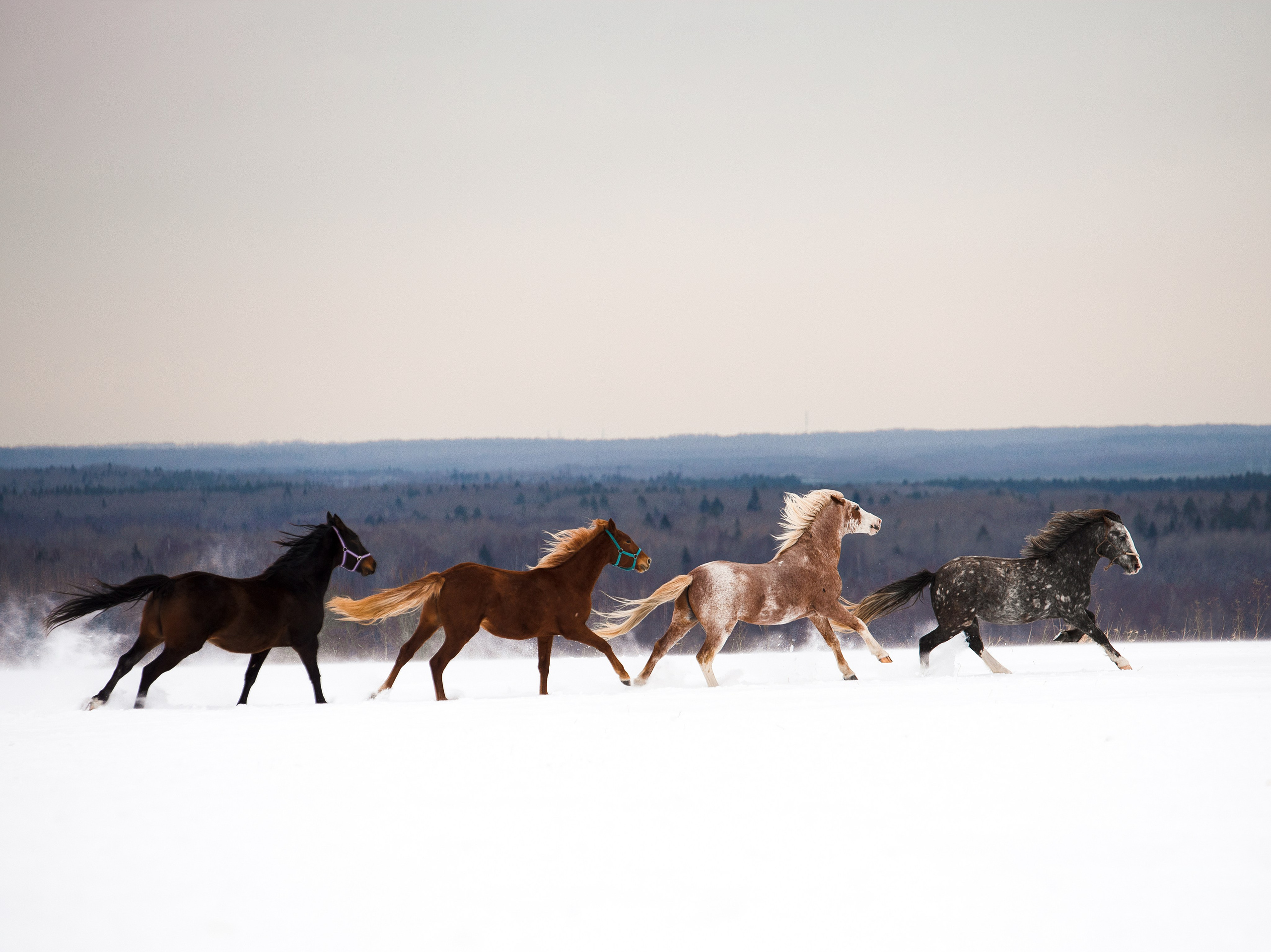 фото для интерьера, отпечаток, авторская фотография, купить отпечаток, купить фотографию, фото лошадей, фото лошади, красивые лошади, принт, цифровой отпечаток