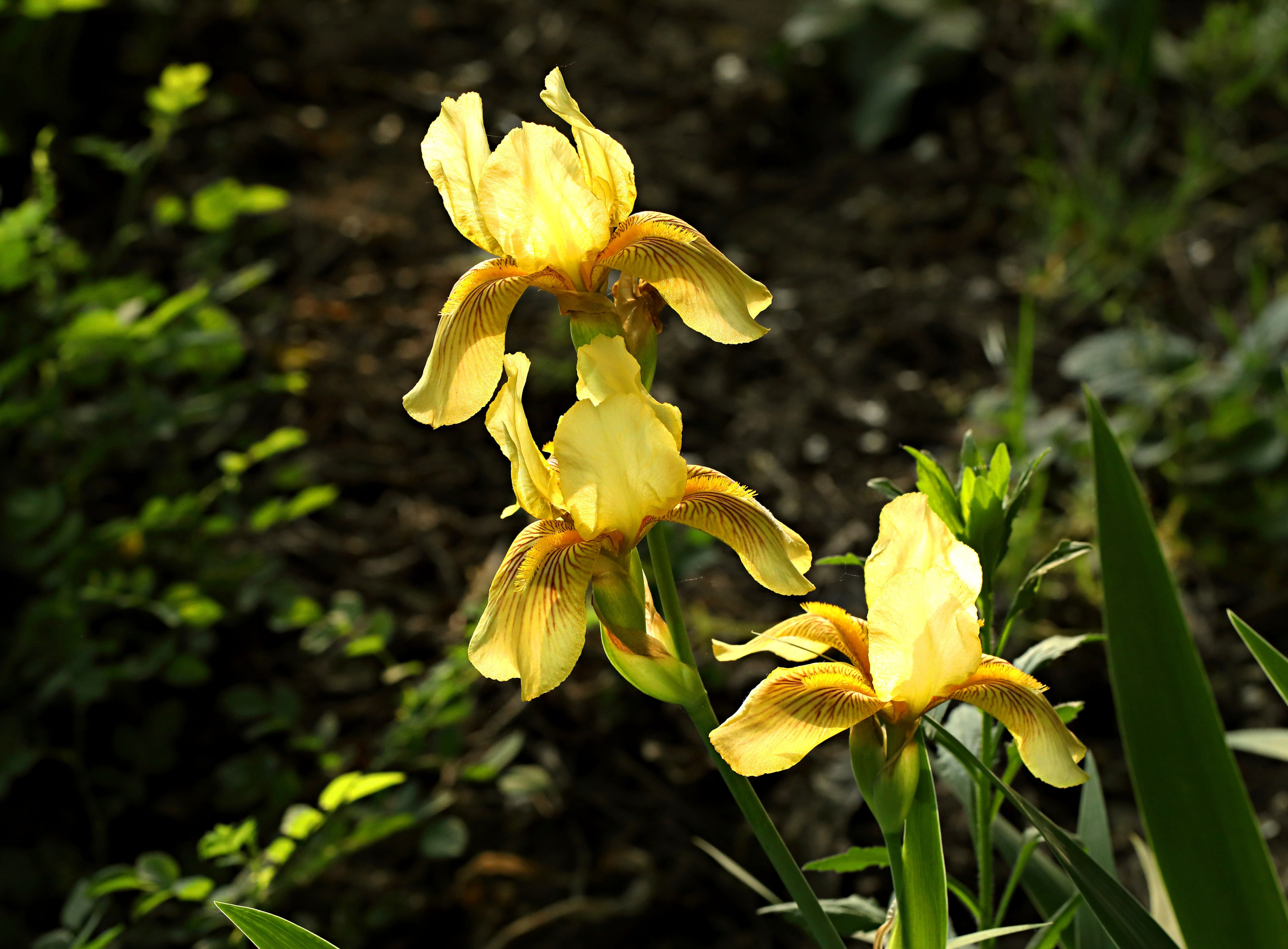 КЛИЕНТЫ Скачать проекты. Фото-художник и Репортажный фотограф Николаев Александр Алексеевич