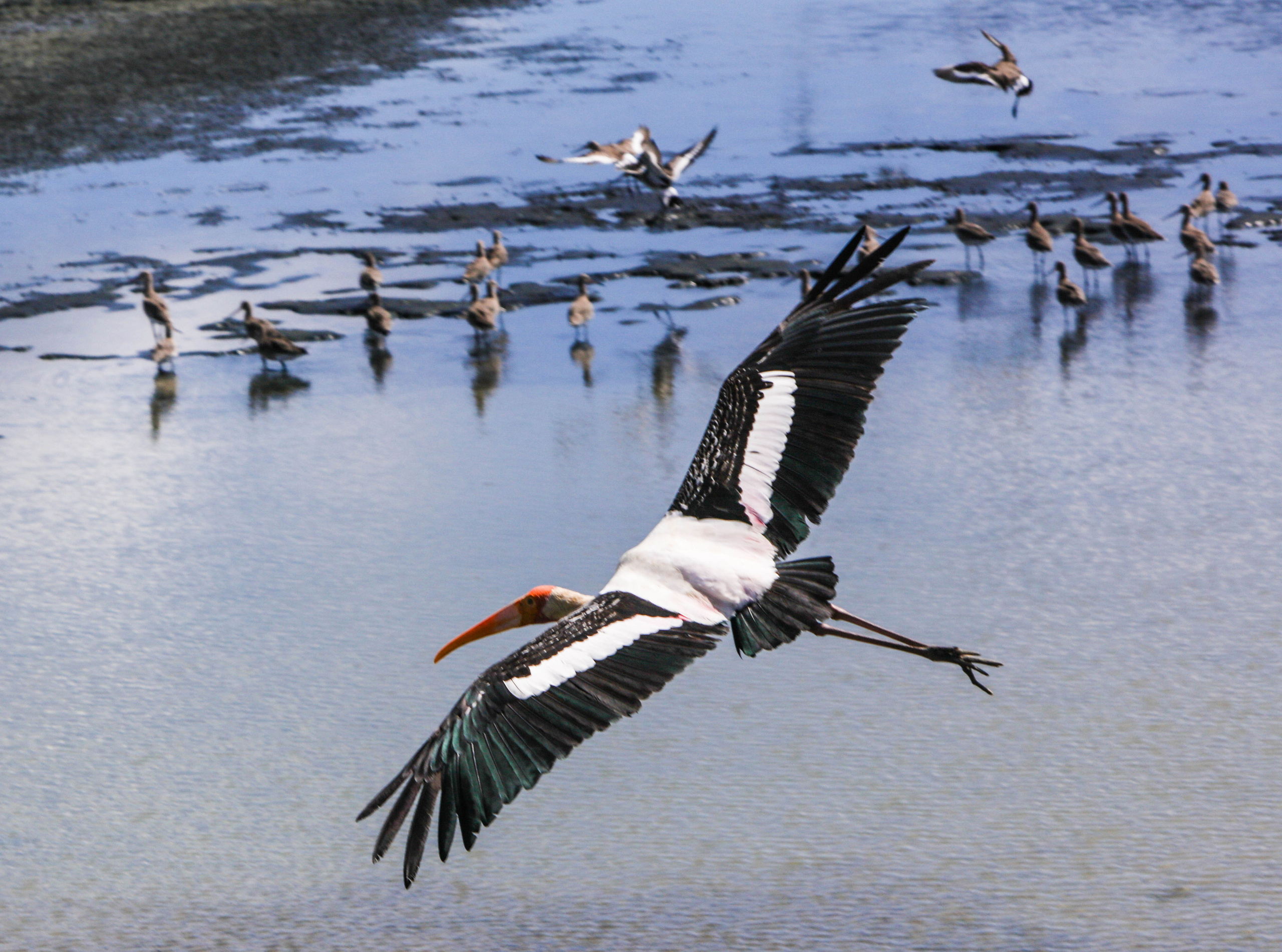 2019 — Шри Ланка. OneSnap