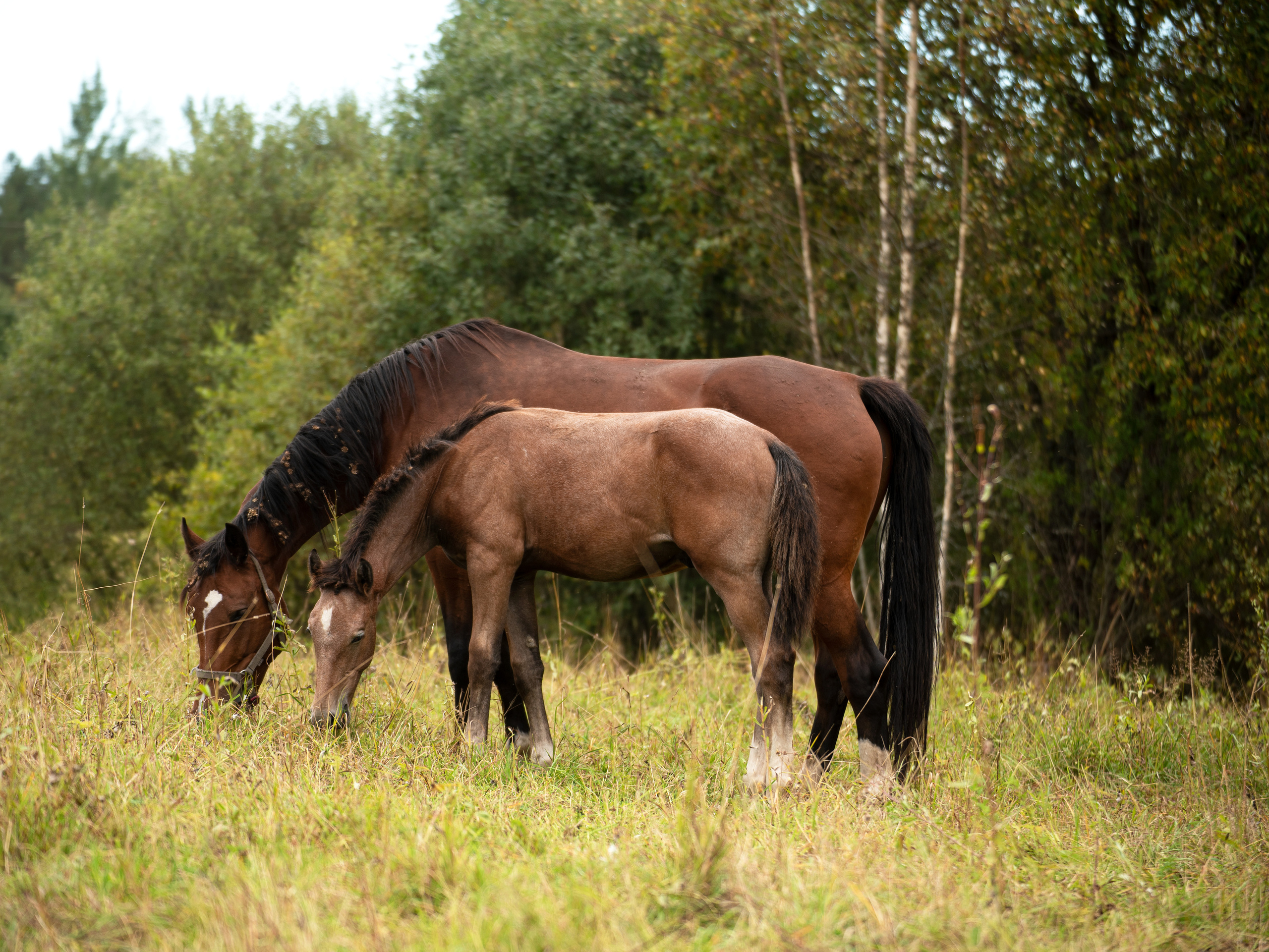 Портрет лошади, лошадь, конь, фото лошади, фотография лошади, конный фотограф, съемка лошадей, фотограф лошадей, конная фотография, конный фотограф, конный фотограф в спб, профессиональный фотограф спб, фотограф спб, ахалтекинец, рысак, спортивная лошадь, конный клуб, фотосессия с лошадьми, экстерьерная съемка лошадей, съемка лошадей на продажу, конная выставка, фотограф питер,  рысак, ахалтекинец, тинкер, помесная порода, тяжеловозы, дончак, донская порода, тракен, буденовец