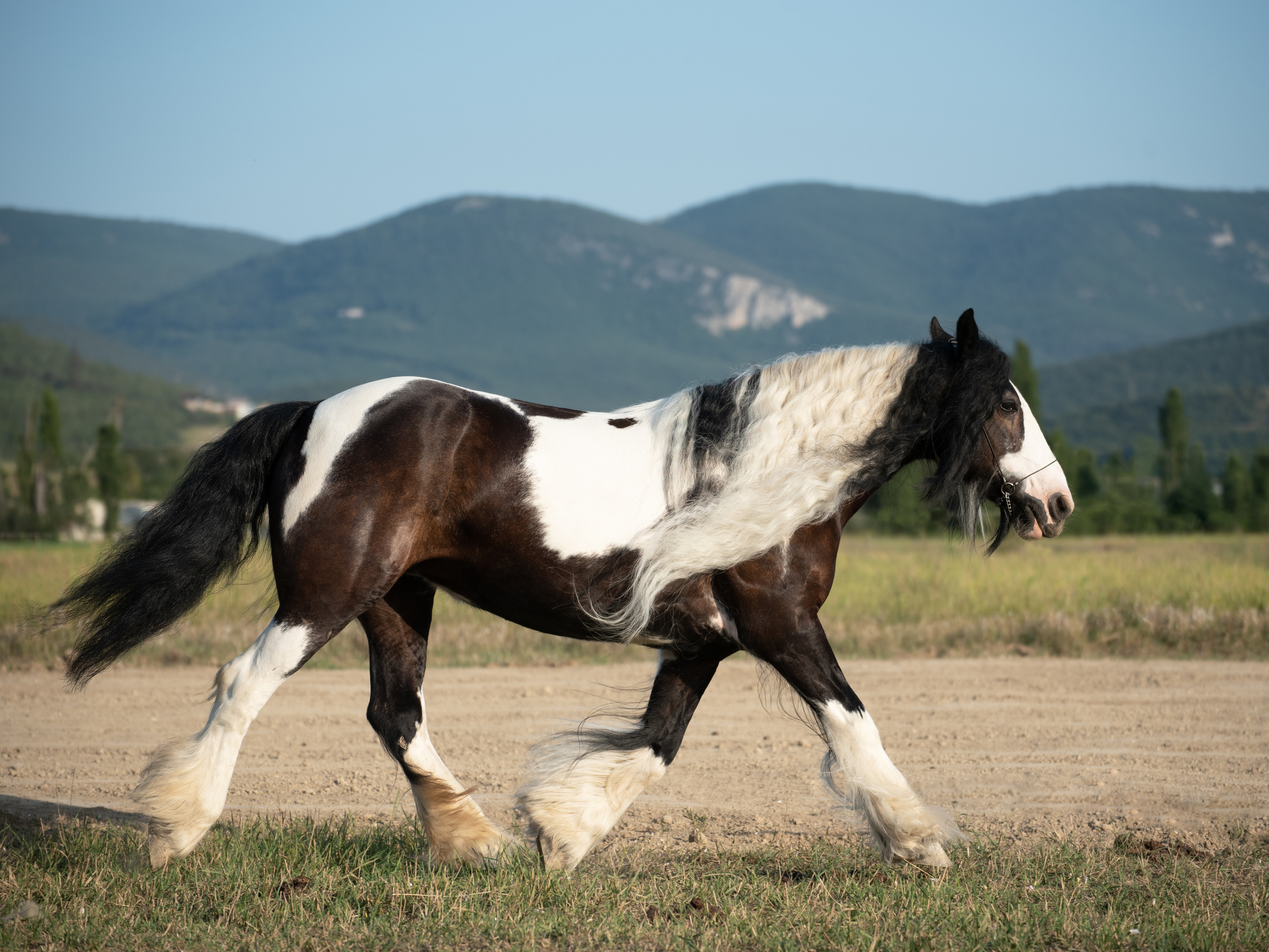 Портрет лошади, лошадь, конь, фото лошади, фотография лошади, конный фотограф, съемка лошадей, фотограф лошадей, конная фотография, конный фотограф, конный фотограф в спб, профессиональный фотограф спб, фотограф спб, ахалтекинец, рысак, спортивная лошадь, конный клуб, фотосессия с лошадьми, экстерьерная съемка лошадей, съемка лошадей на продажу, конная выставка, фотограф питер,  рысак, ахалтекинец, тинкер, помесная порода, тяжеловозы, дончак, донская порода, тракен, буденовец