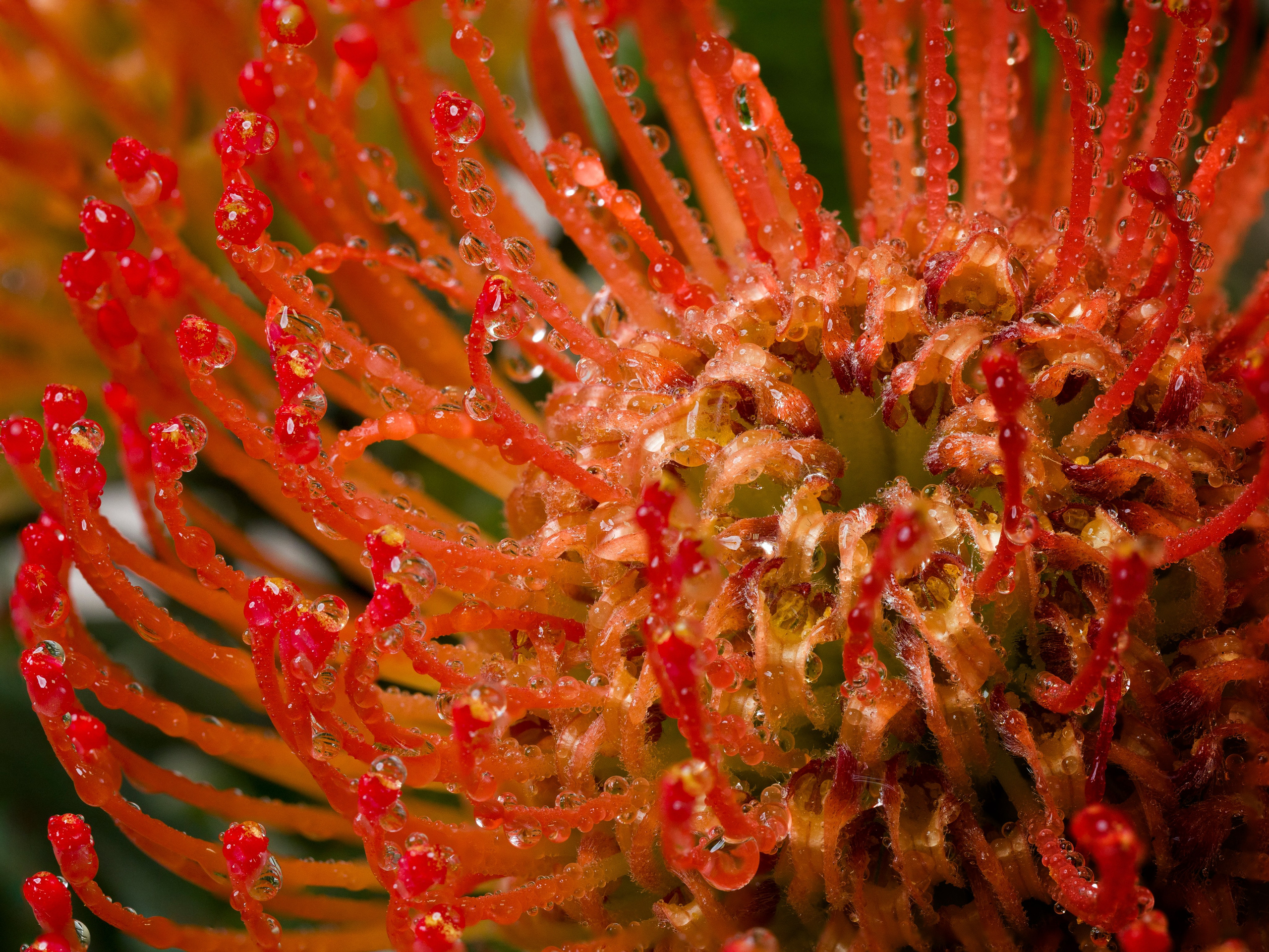 Семейные фотографы в Екатеринбурге Анна и Александр A&A Best Foto