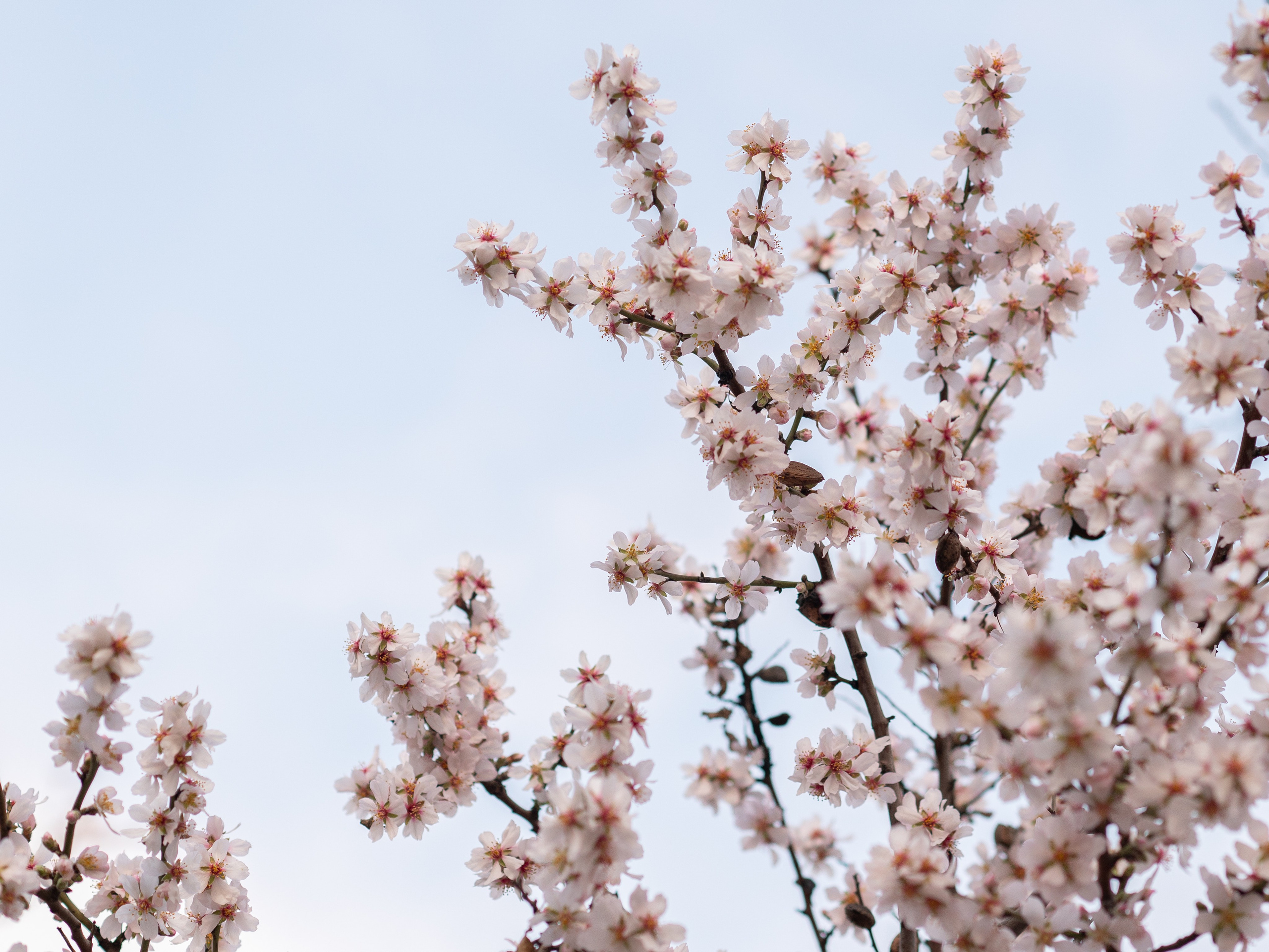 Что цветет в Крыму весной?