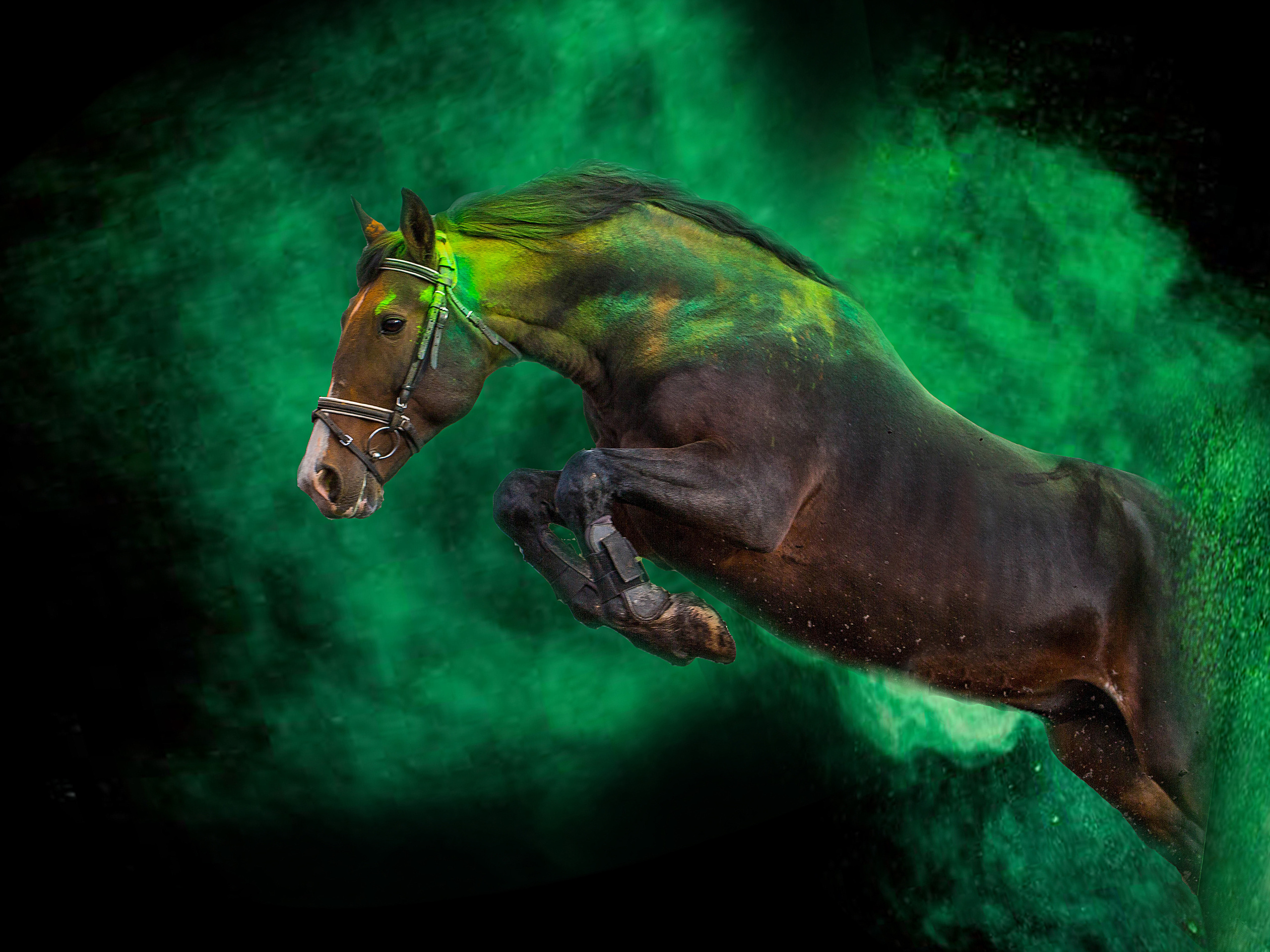 Услуги. Конный фотограф в Красноярске — Любовь Похабова