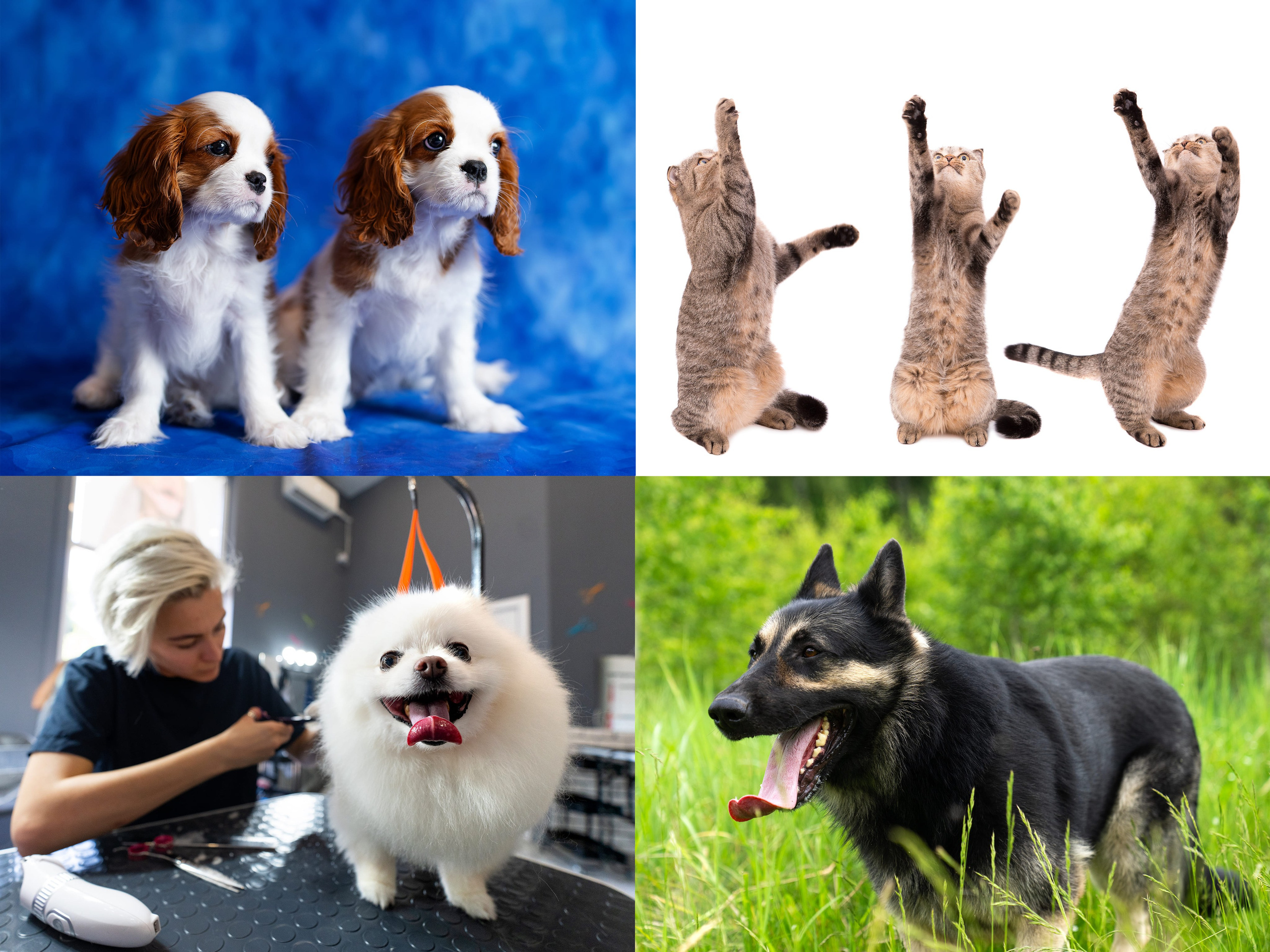 Предоставляемые услуги и цены на фотосъемку в городе Сочи. Профессиональная фотосъемка в Сочи: репортаж, предметная, ювелирная фотосъемка, недвижимость, фуд-фотография. Фотограф Александр Афанасьев