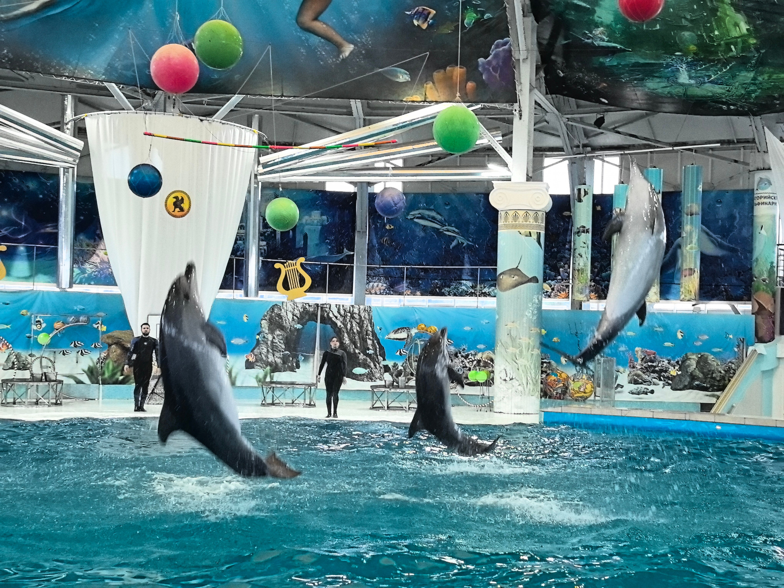 В гости к дельфинам. АНО «Центра социальных проектов «Путь в большой мир»