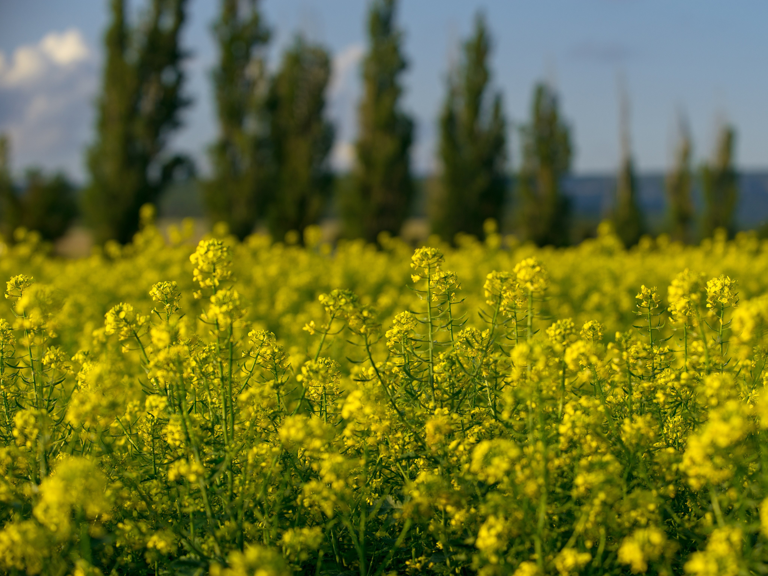 Что цветет в Крыму зимой, весной, летом и осенью. Семейный фотограф в Севастополе и Крыму Александра Погребняк