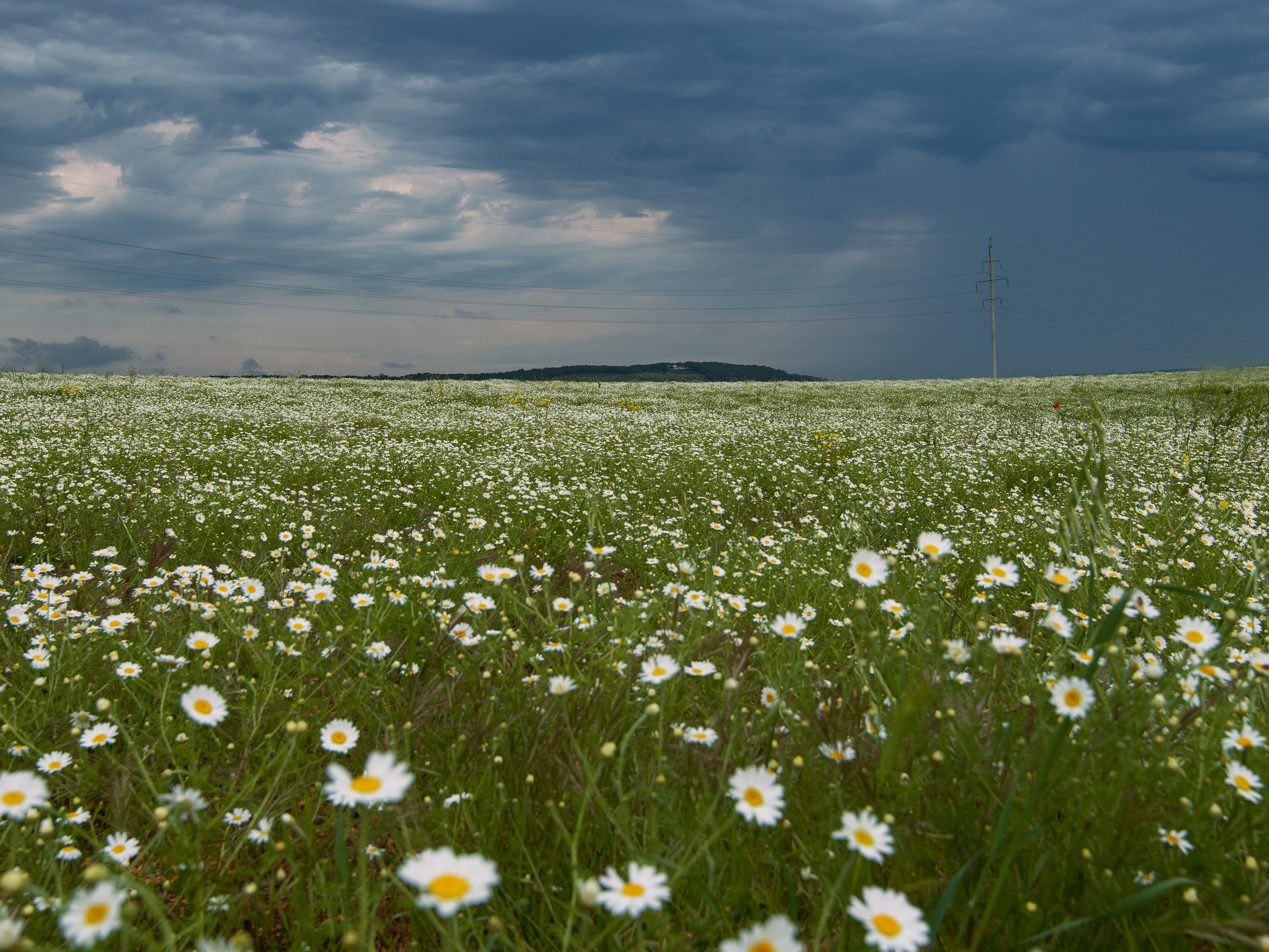 Что цветет в Крыму зимой, весной, летом и осенью. Семейный фотограф в Севастополе и Крыму Александра Погребняк