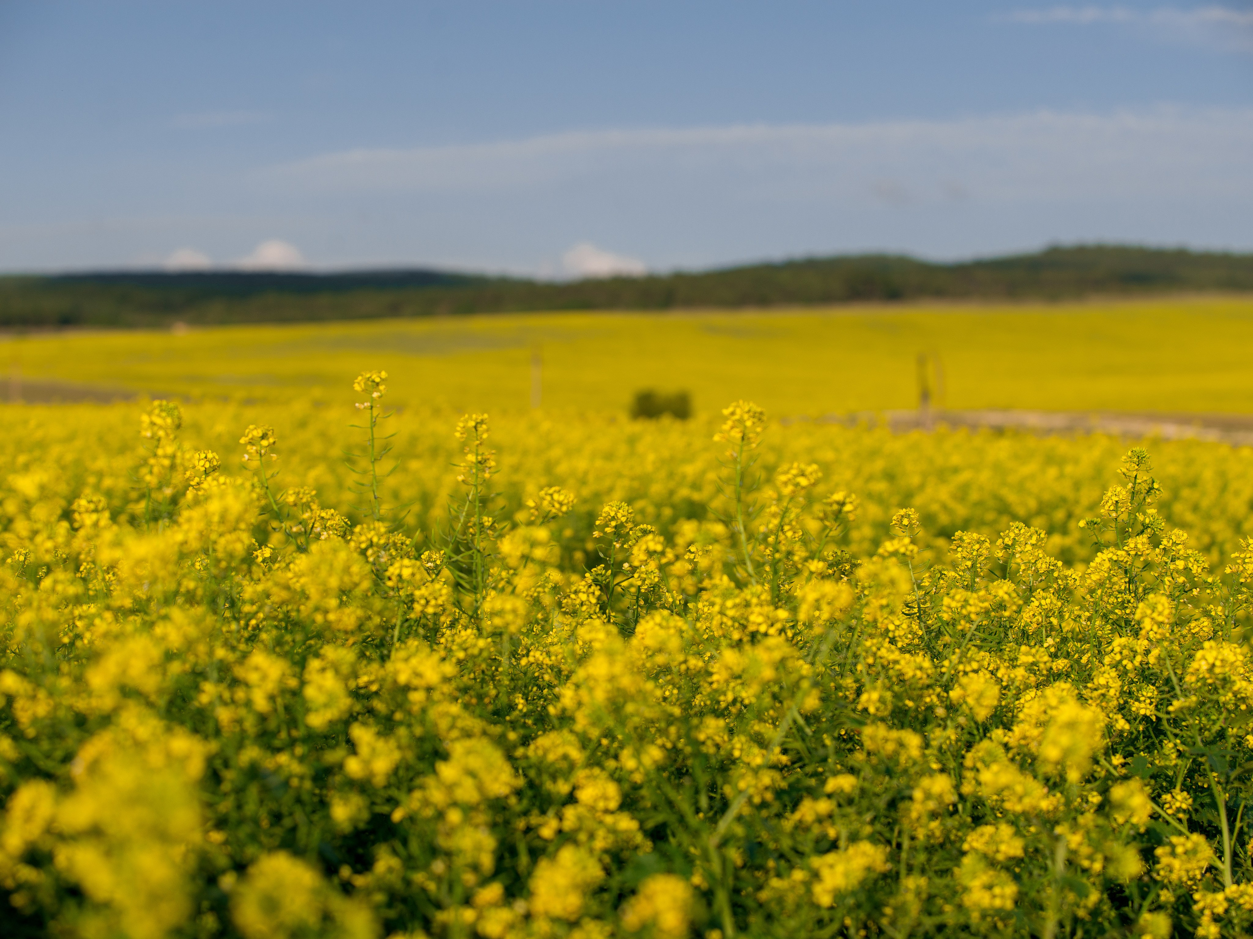 Что цветет в Крыму зимой, весной, летом и осенью. Семейный фотограф в Севастополе и Крыму Александра Погребняк