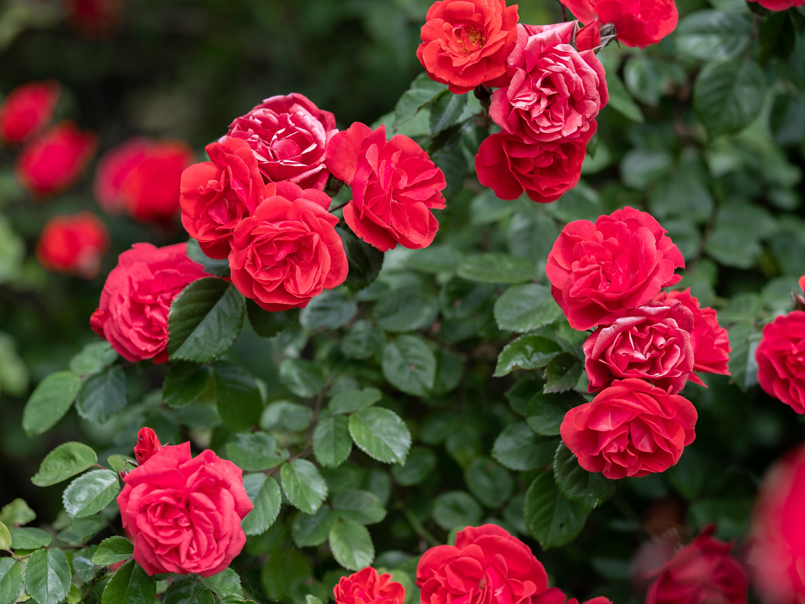 Что цветет в Крыму зимой, весной, летом и осенью. Семейный фотограф в Севастополе и Крыму Александра Погребняк