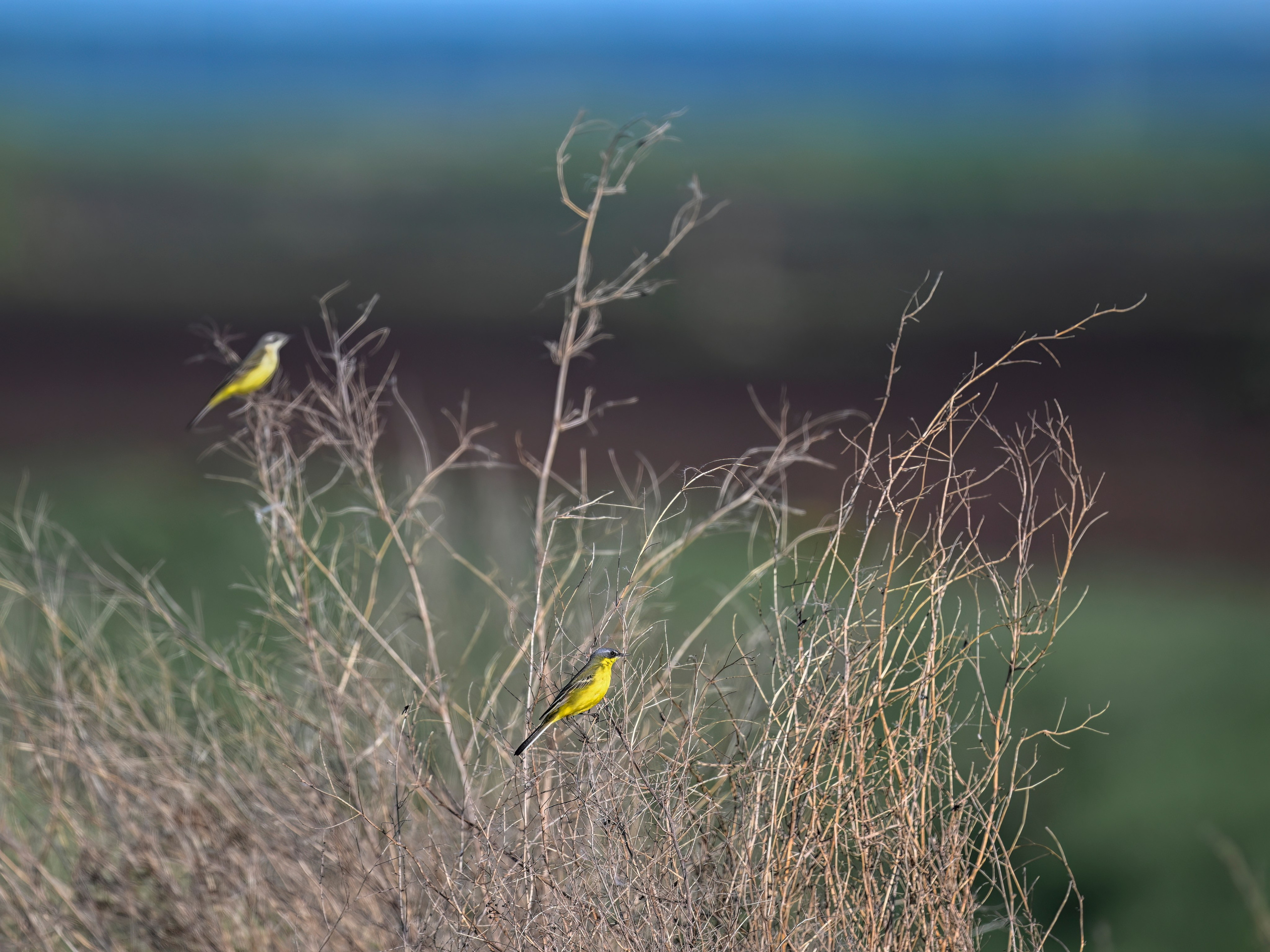 Драки лысух и лунь. Фотограф Сергей Пупонин