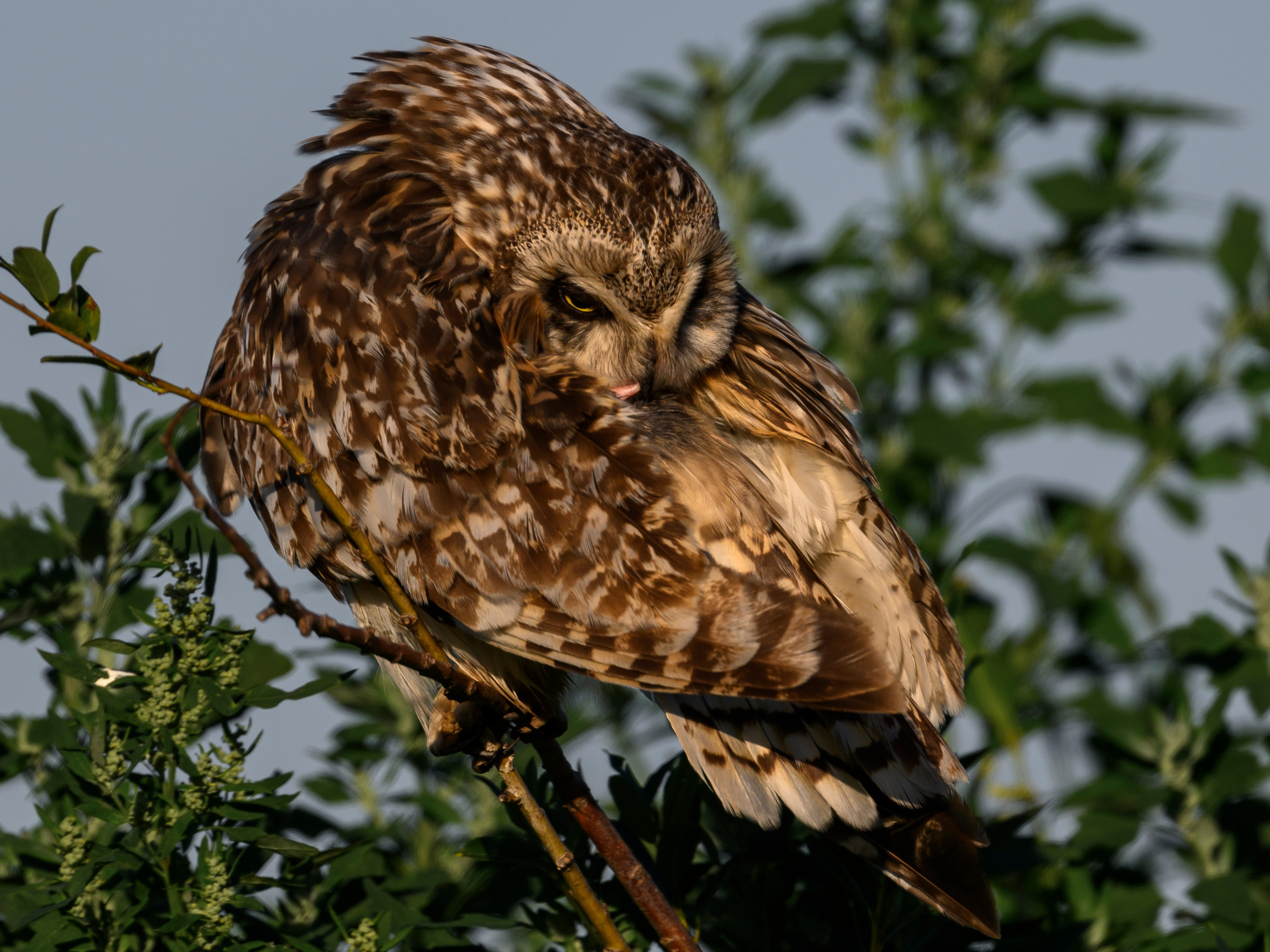 Утренний моцион совы. Owl's morning routine. Фотограф Сергей Пупонин