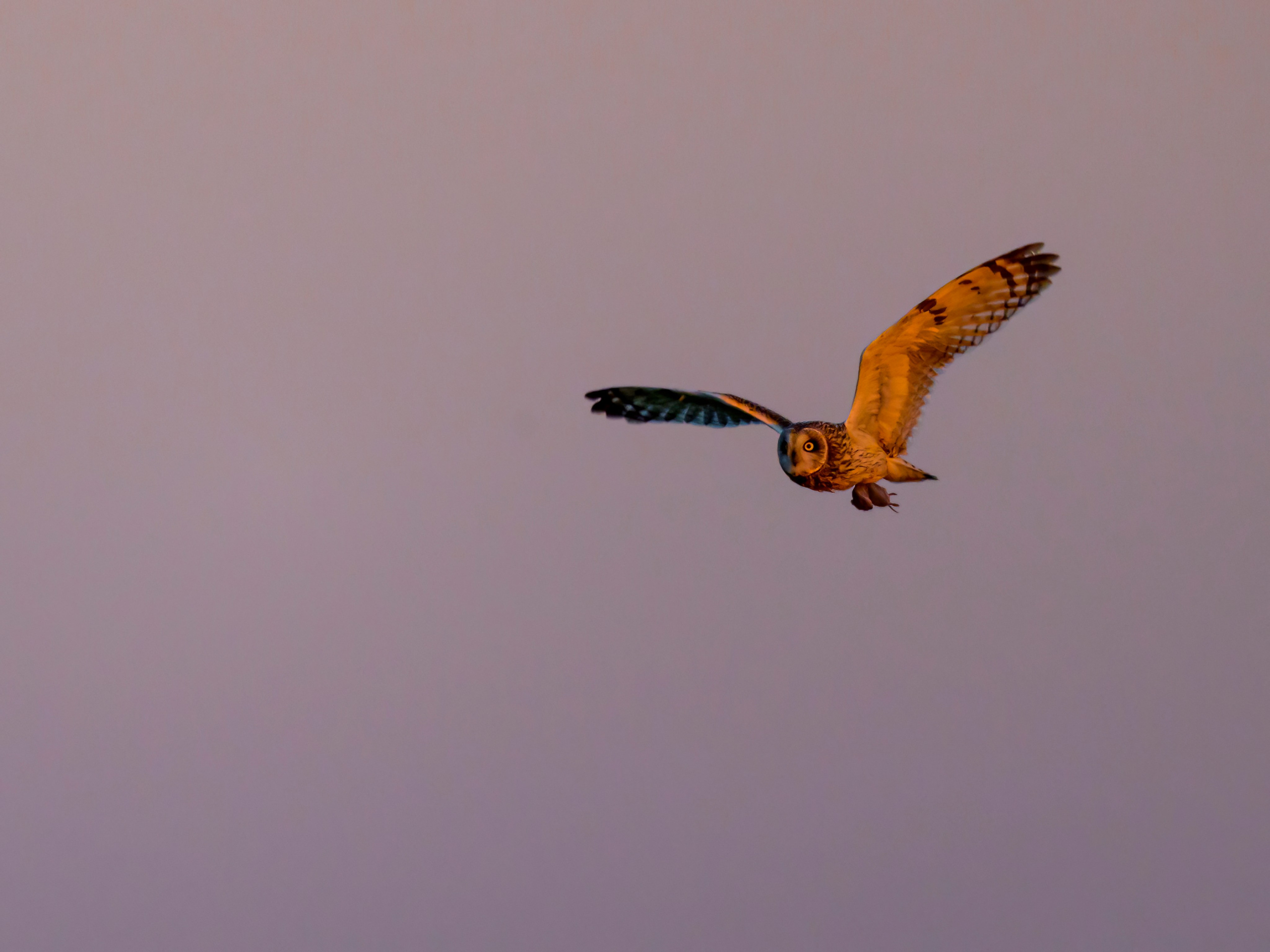 Совы на восходе. Wildlife photography by Sergey Puponin