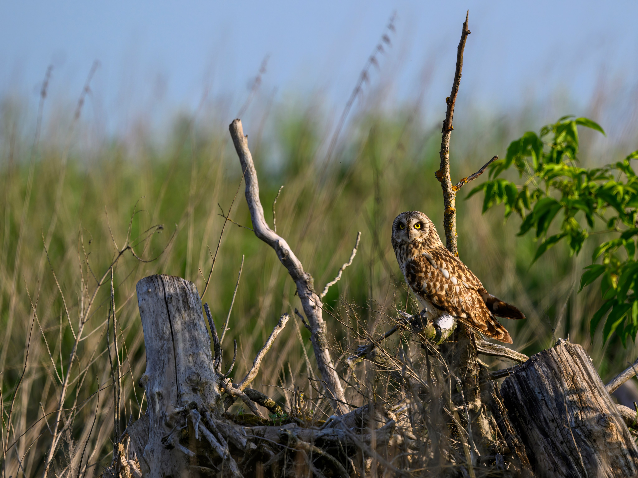 Охота совы. Wildlife photography by Sergey Puponin