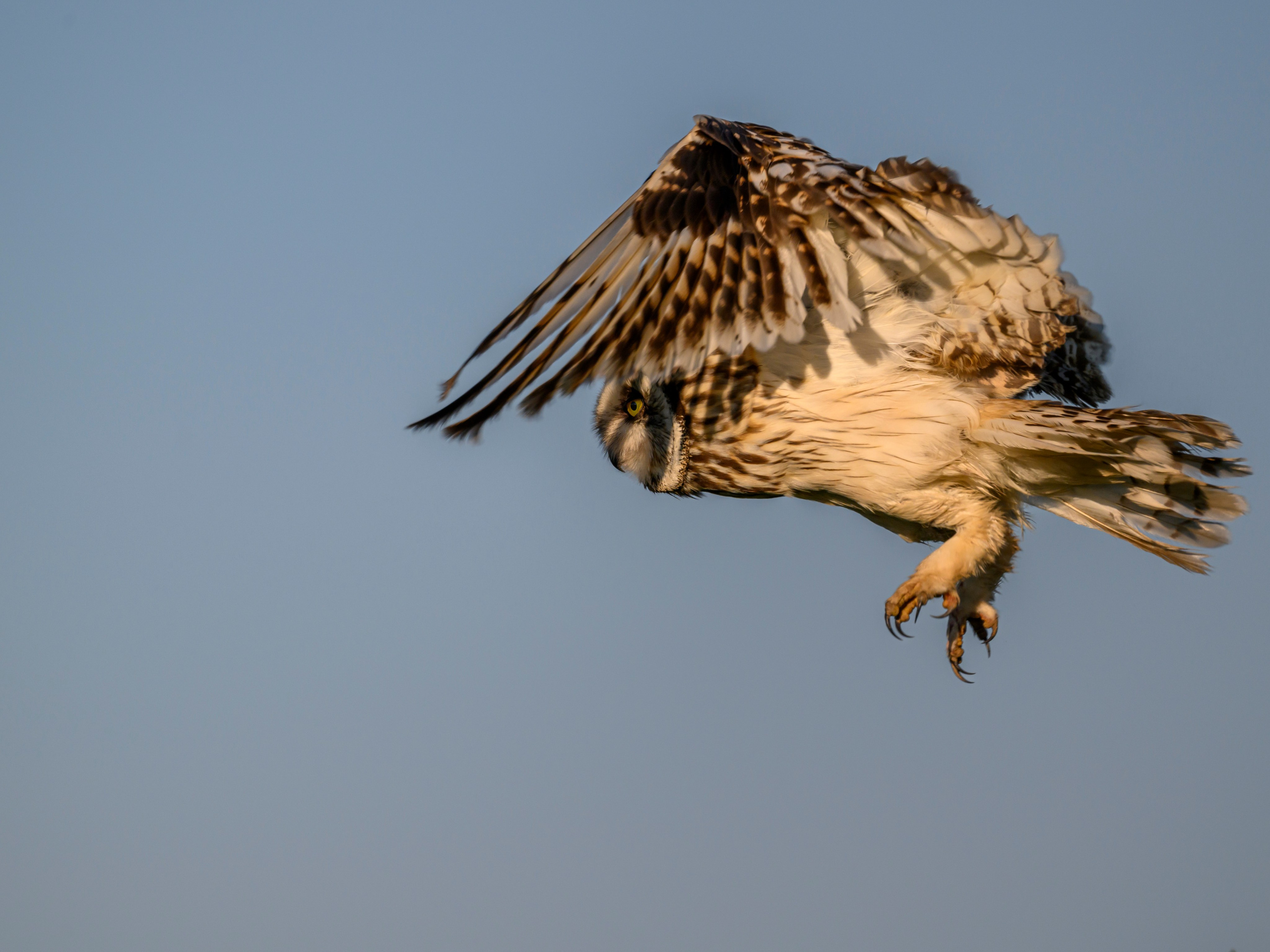 Утренний моцион совы. Owl's morning routine. Фотограф Сергей Пупонин