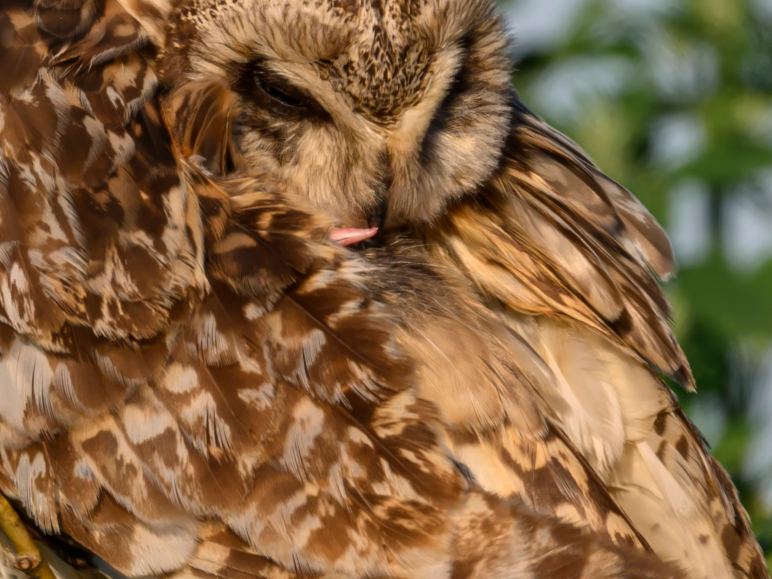 Утренний моцион совы. Owl's morning routine. Фотограф Сергей Пупонин