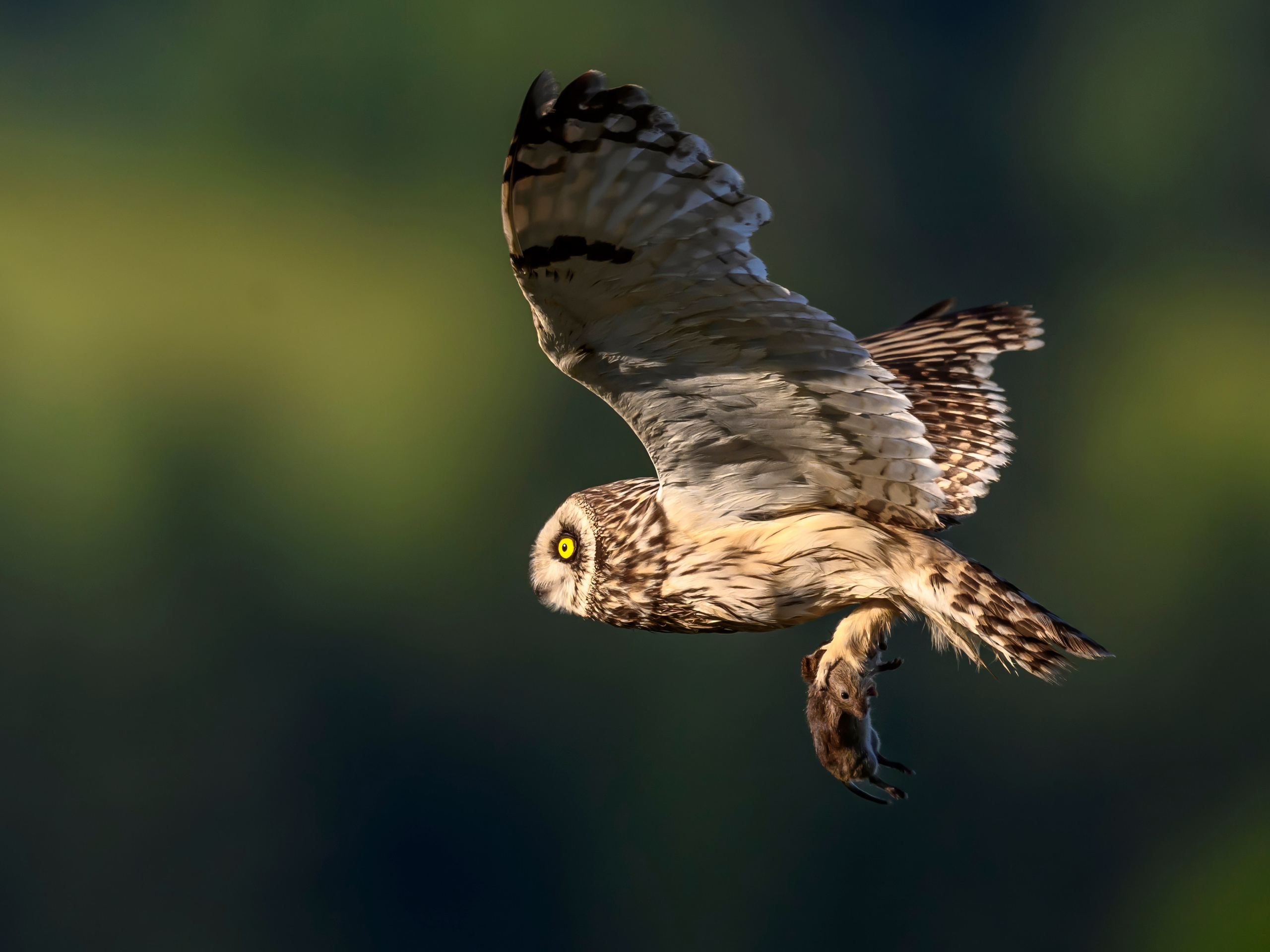 Болотная сова | Short eared owl. Фотограф Сергей Пупонин