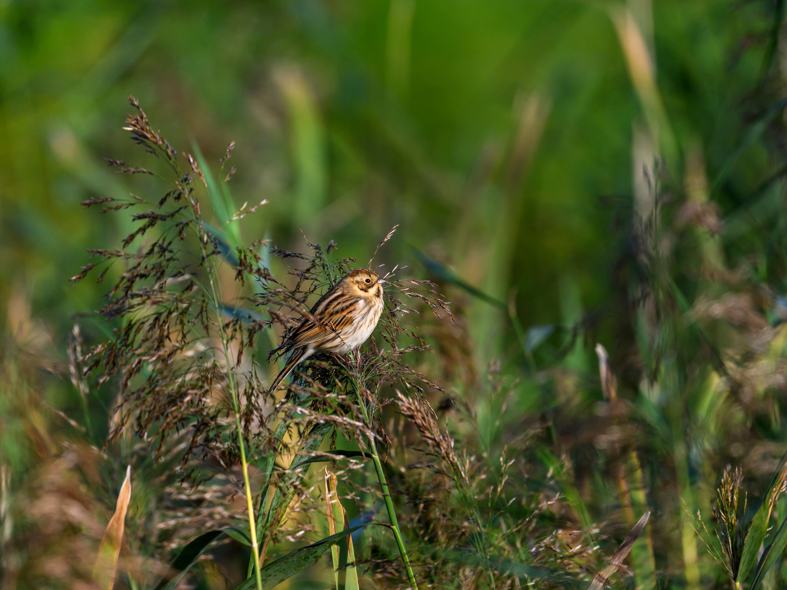 Скопа и канюк. The Osprey and the Buzzard. Фотограф Сергей Пупонин