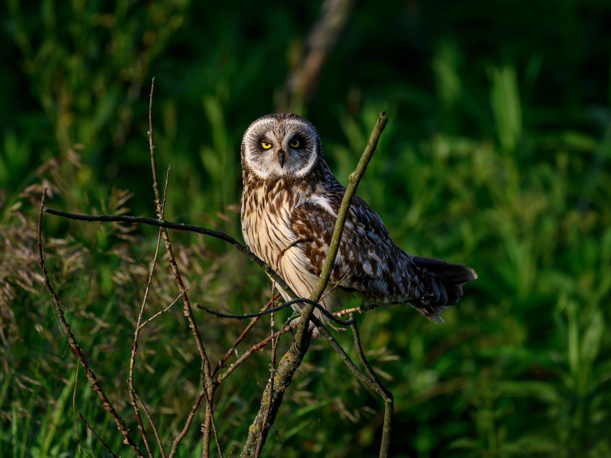 Слеток болотной совы. Wildlife photography by Sergey Puponin