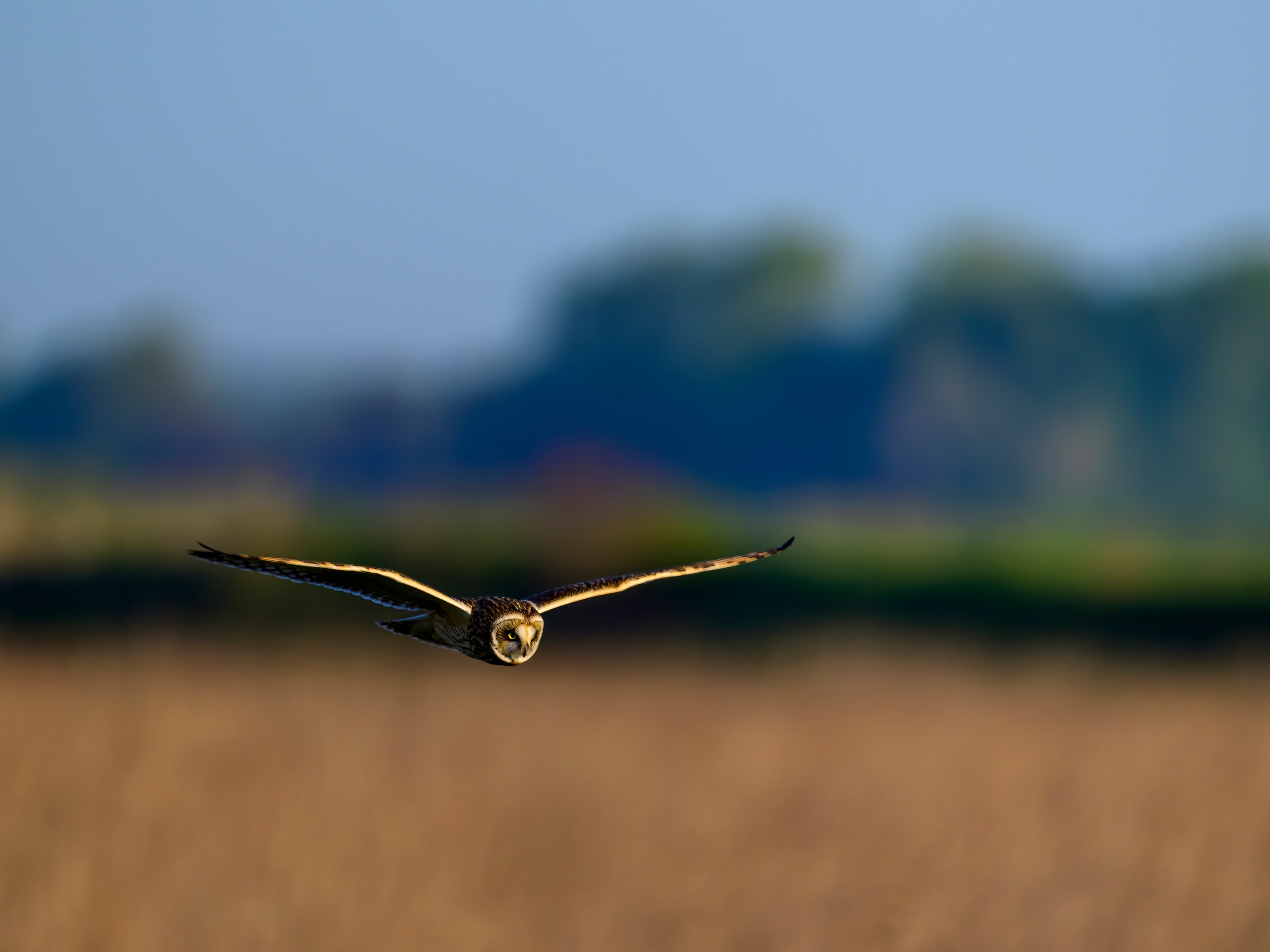 Совы и сороки. Фотограф Сергей Пупонин