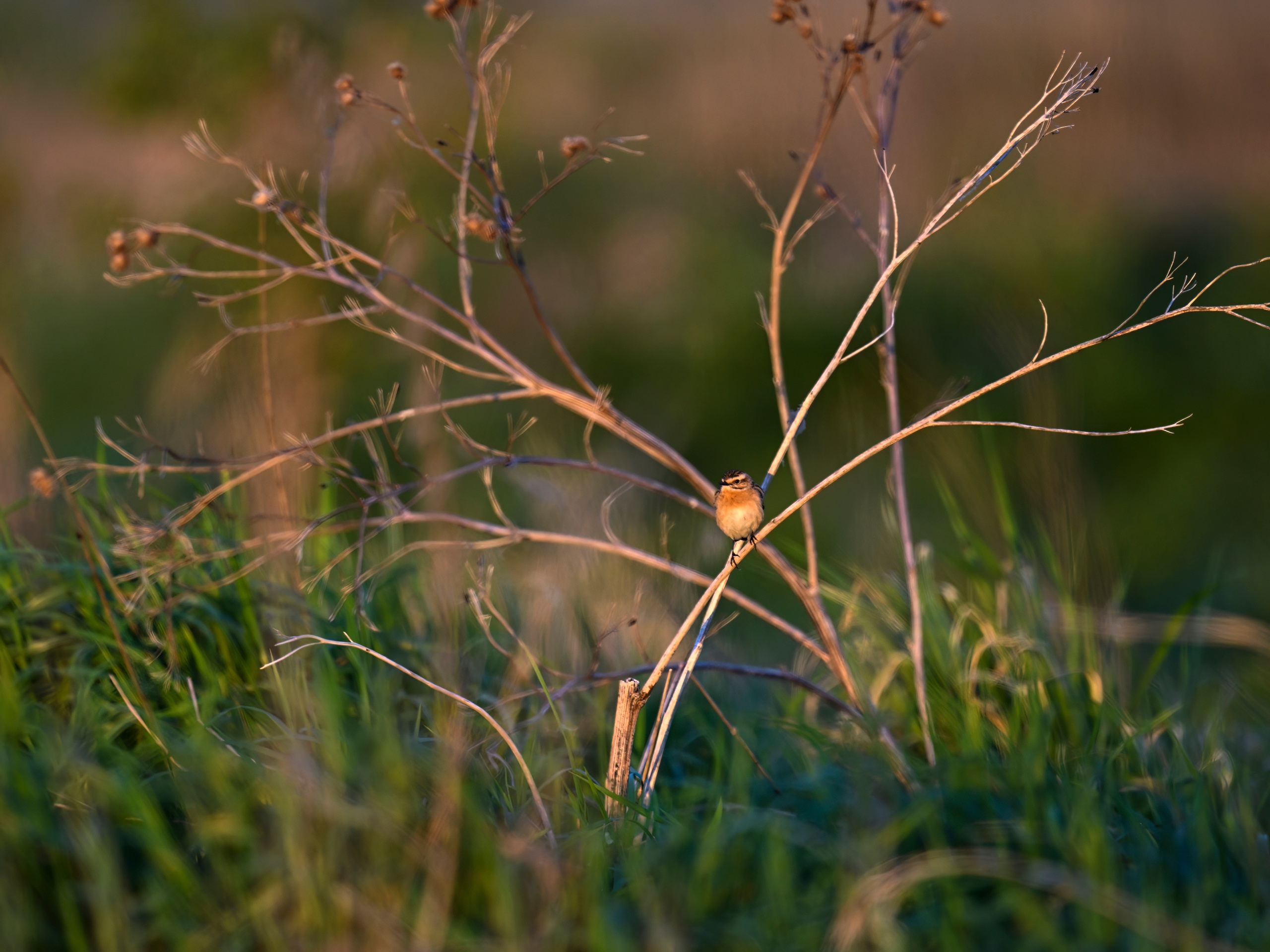 Драки лысух и лунь. Фотограф Сергей Пупонин