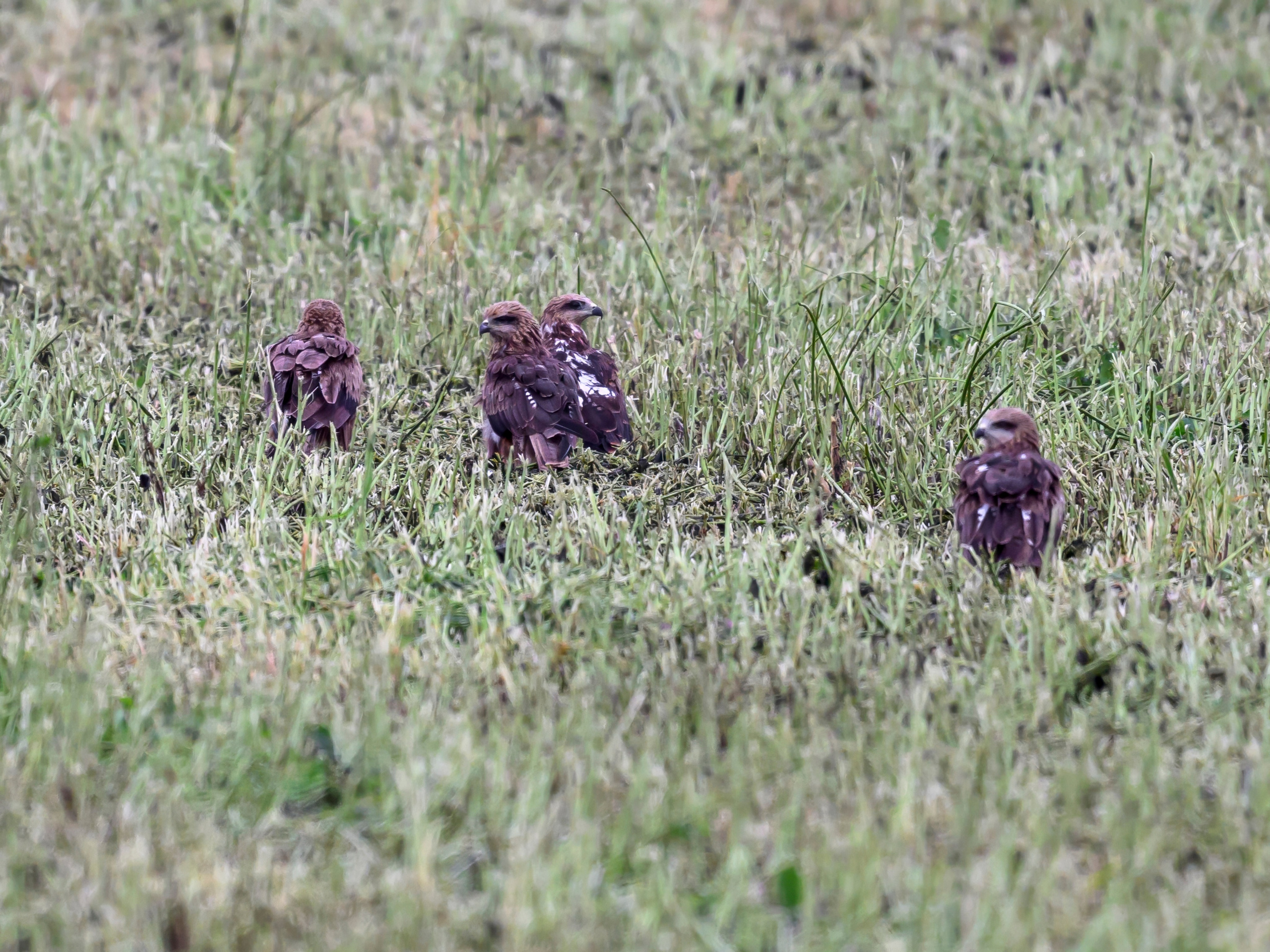 После урагана. After the hurricane. Фотограф Сергей Пупонин