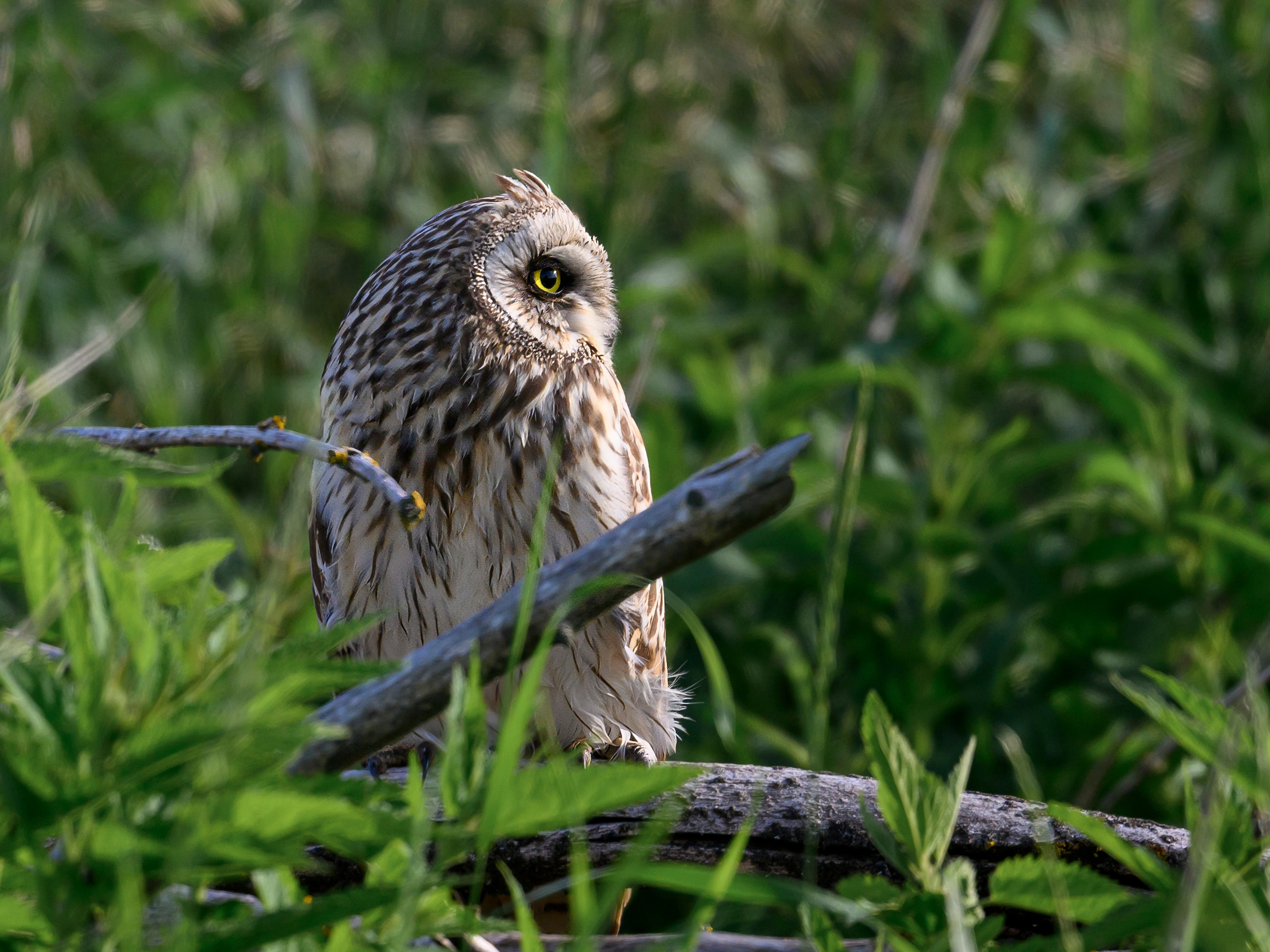 В тихом омуте черти водятся. Фотограф Сергей Пупонин
