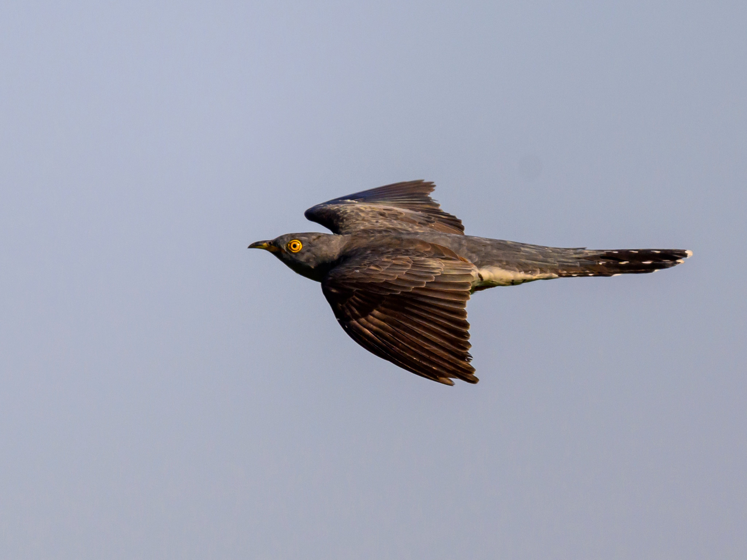 Совы и кулики. Wildlife photography by Sergey Puponin