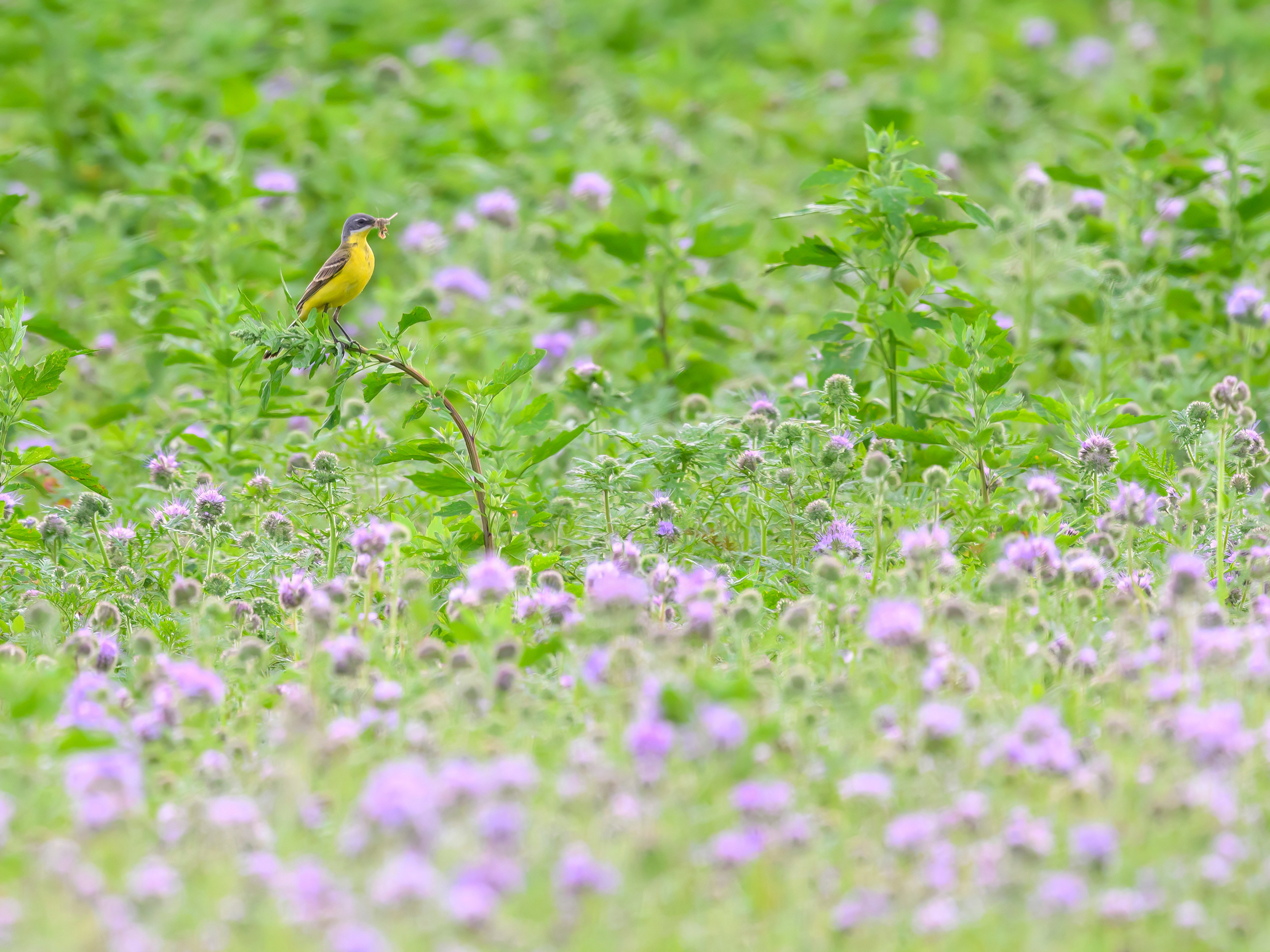 Лунь и трясогузки. Wildlife photography by Sergey Puponin