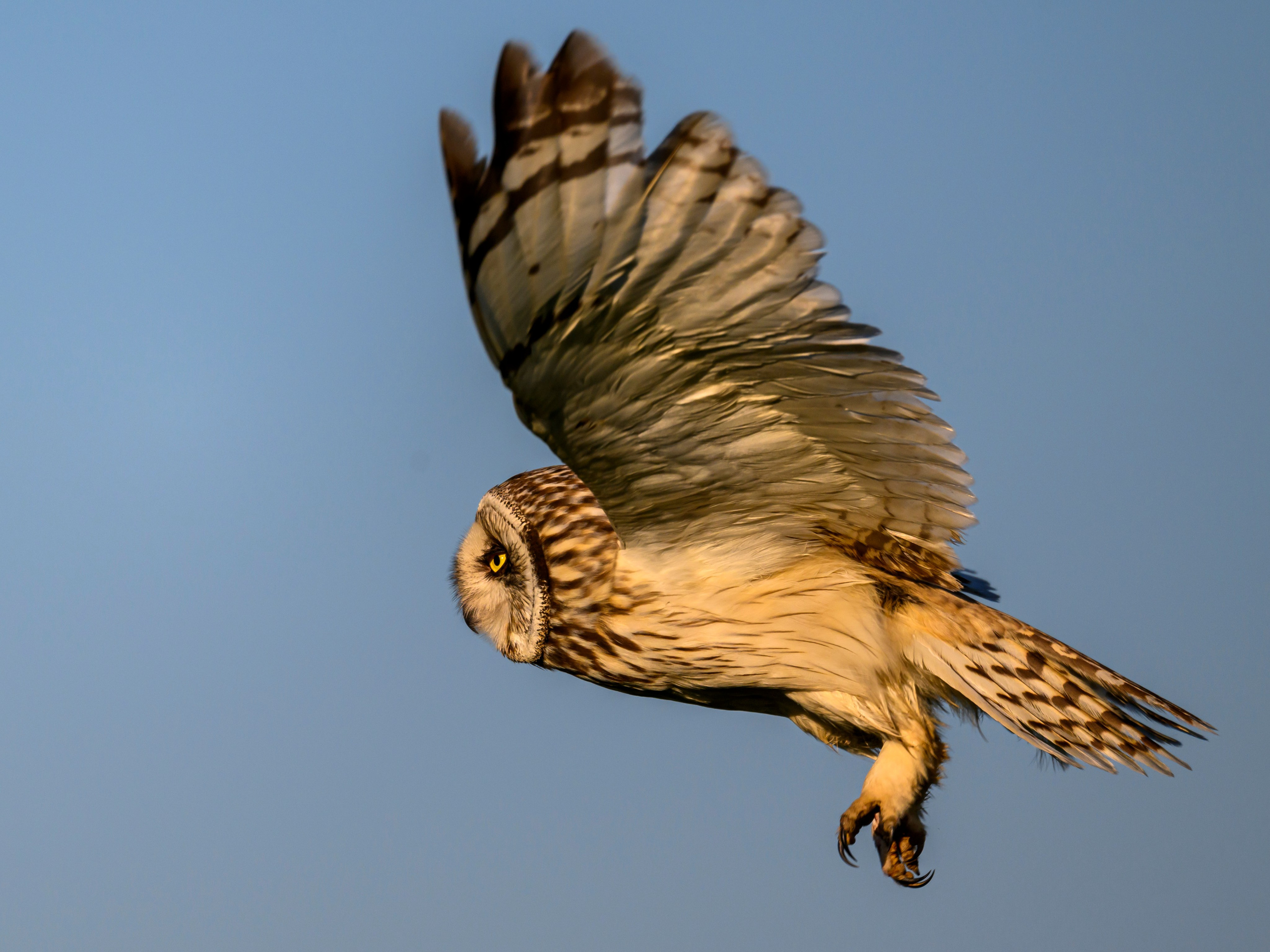 Утренний моцион совы. Owl's morning routine. Фотограф Сергей Пупонин