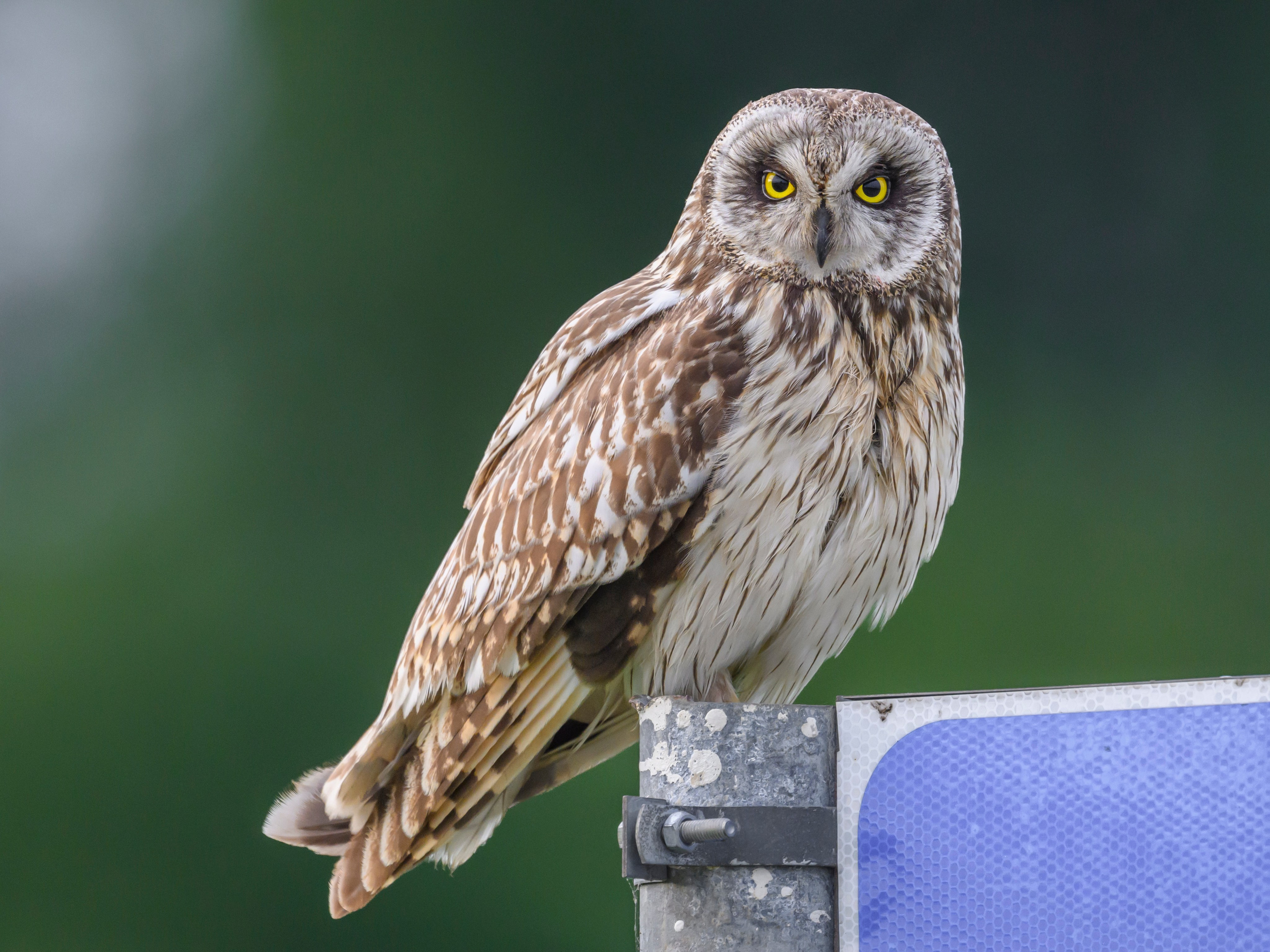 Фотосессия совы. Фотограф Сергей Пупонин