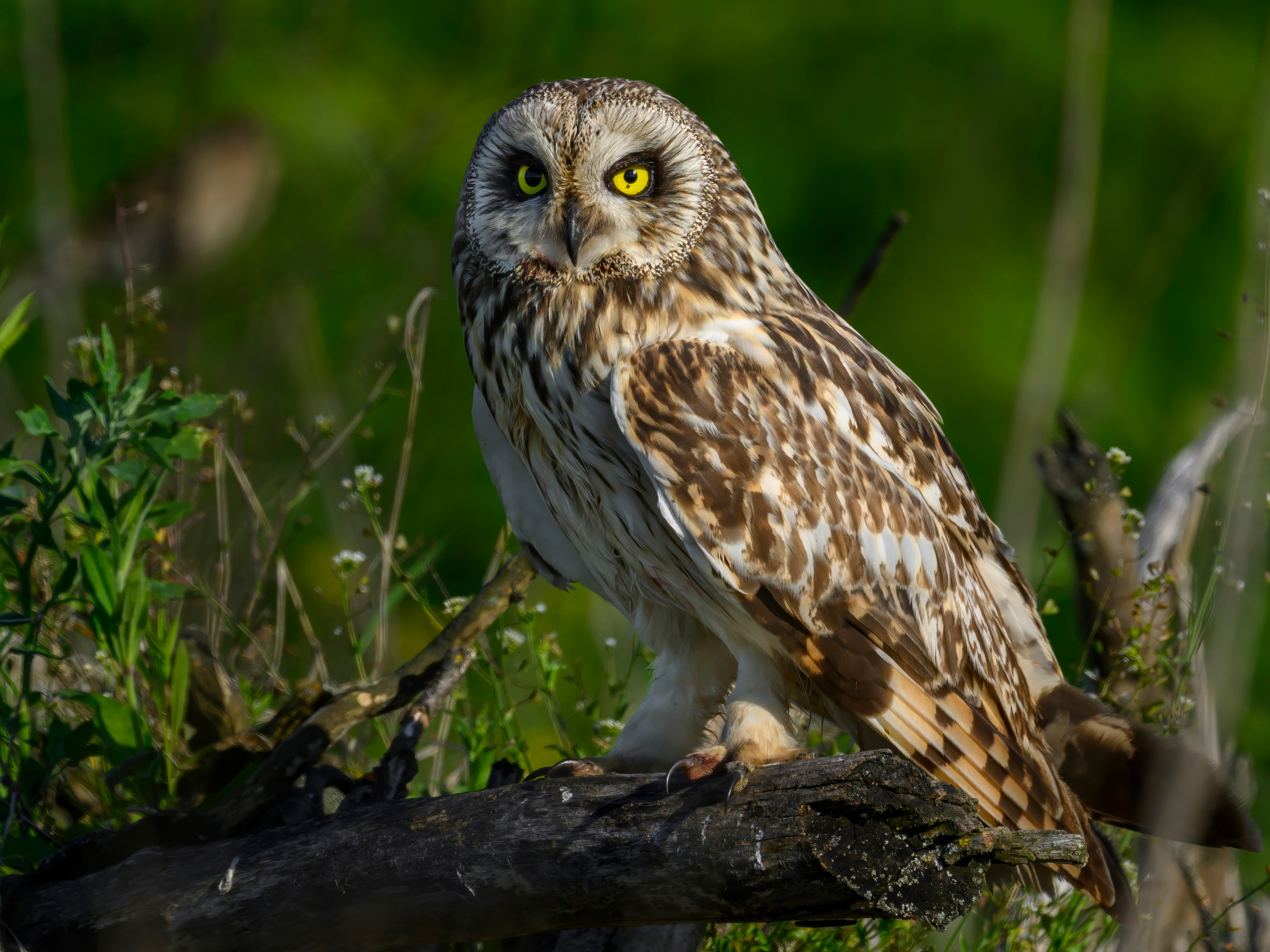 Совы и веретенники. Фотограф Сергей Пупонин