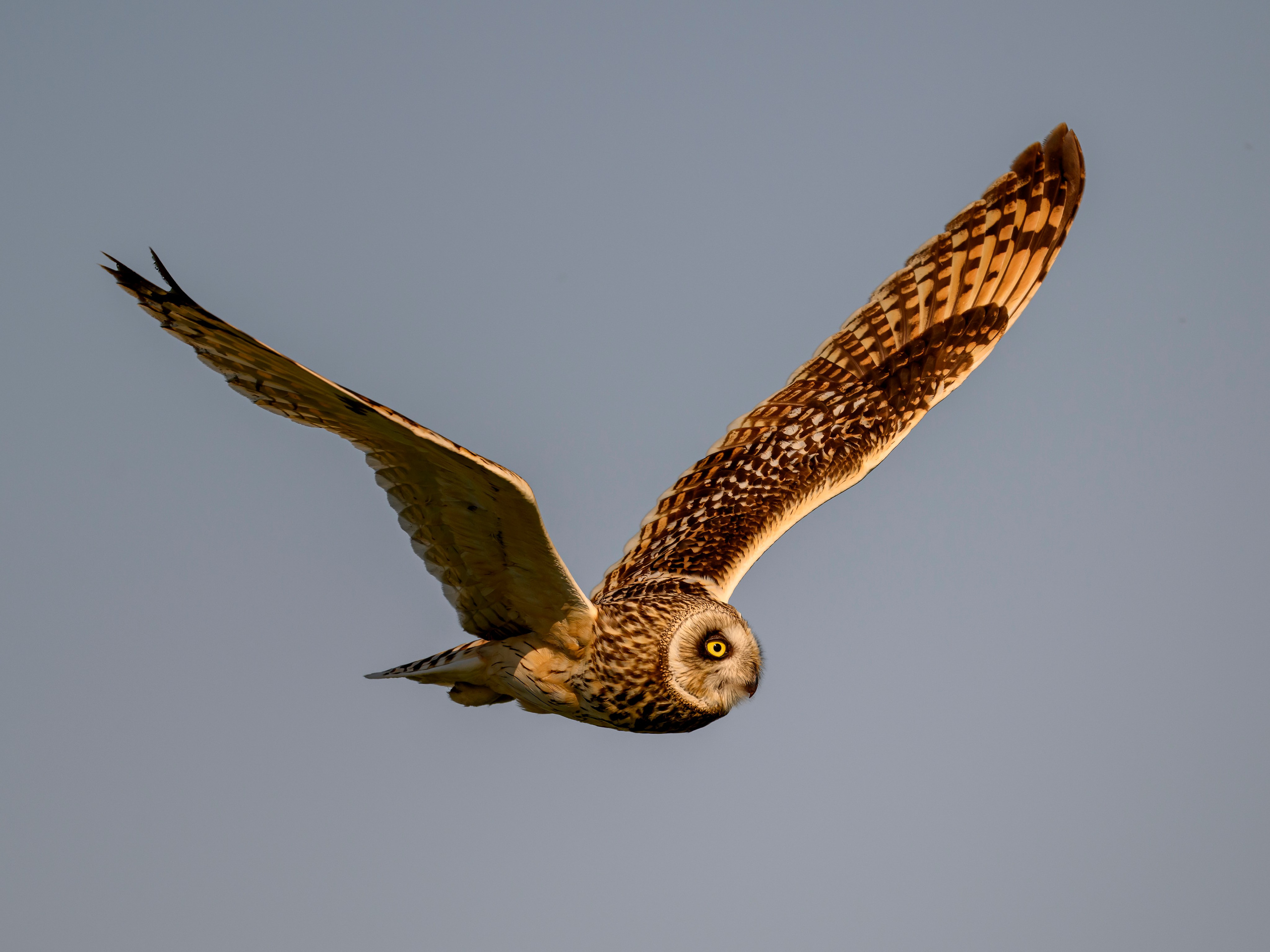 Охота сов. Wildlife photography by Sergey Puponin