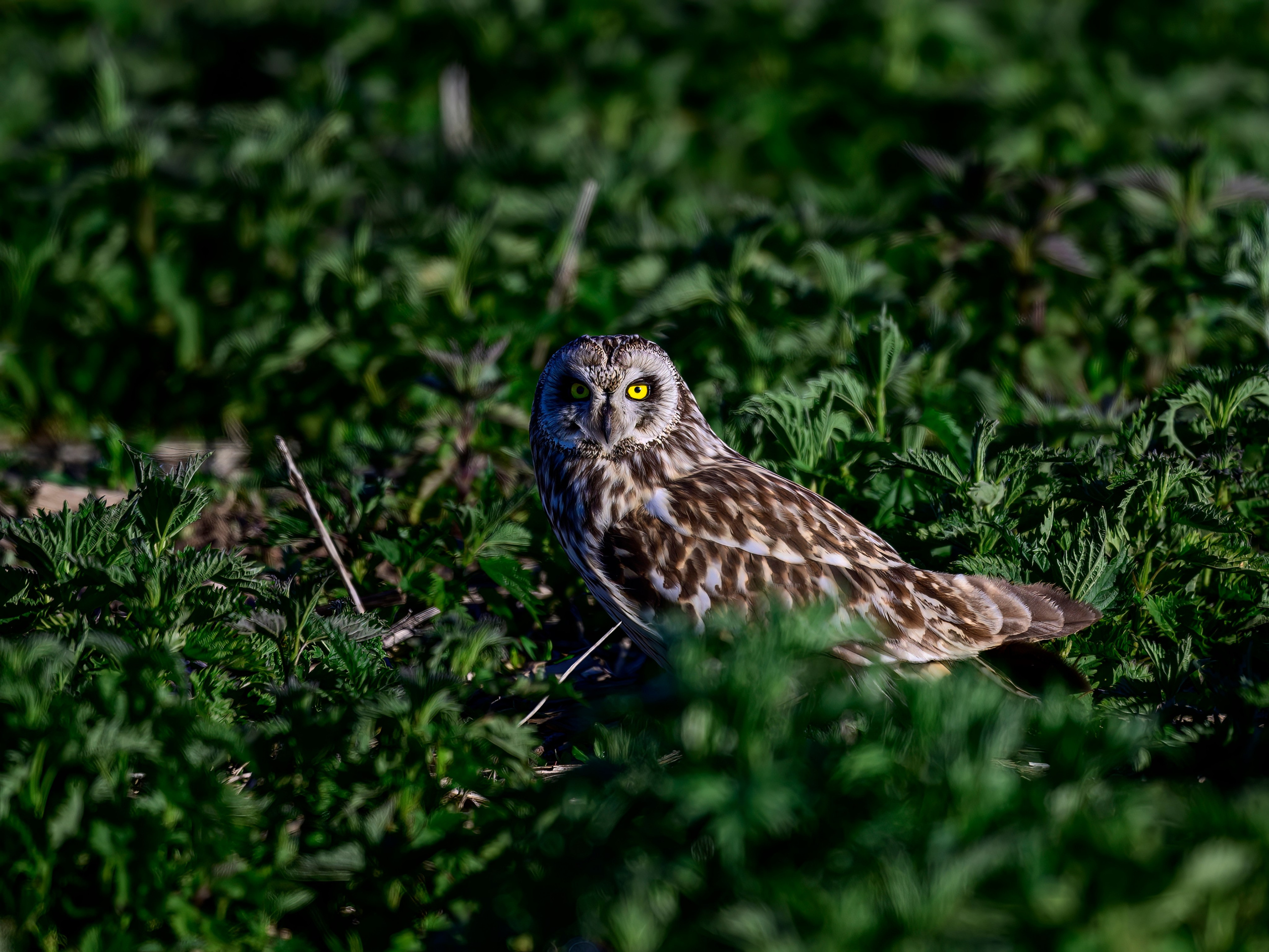 Журавли, совы, кроншнеп и кукушка. Wildlife photography by Sergey Puponin