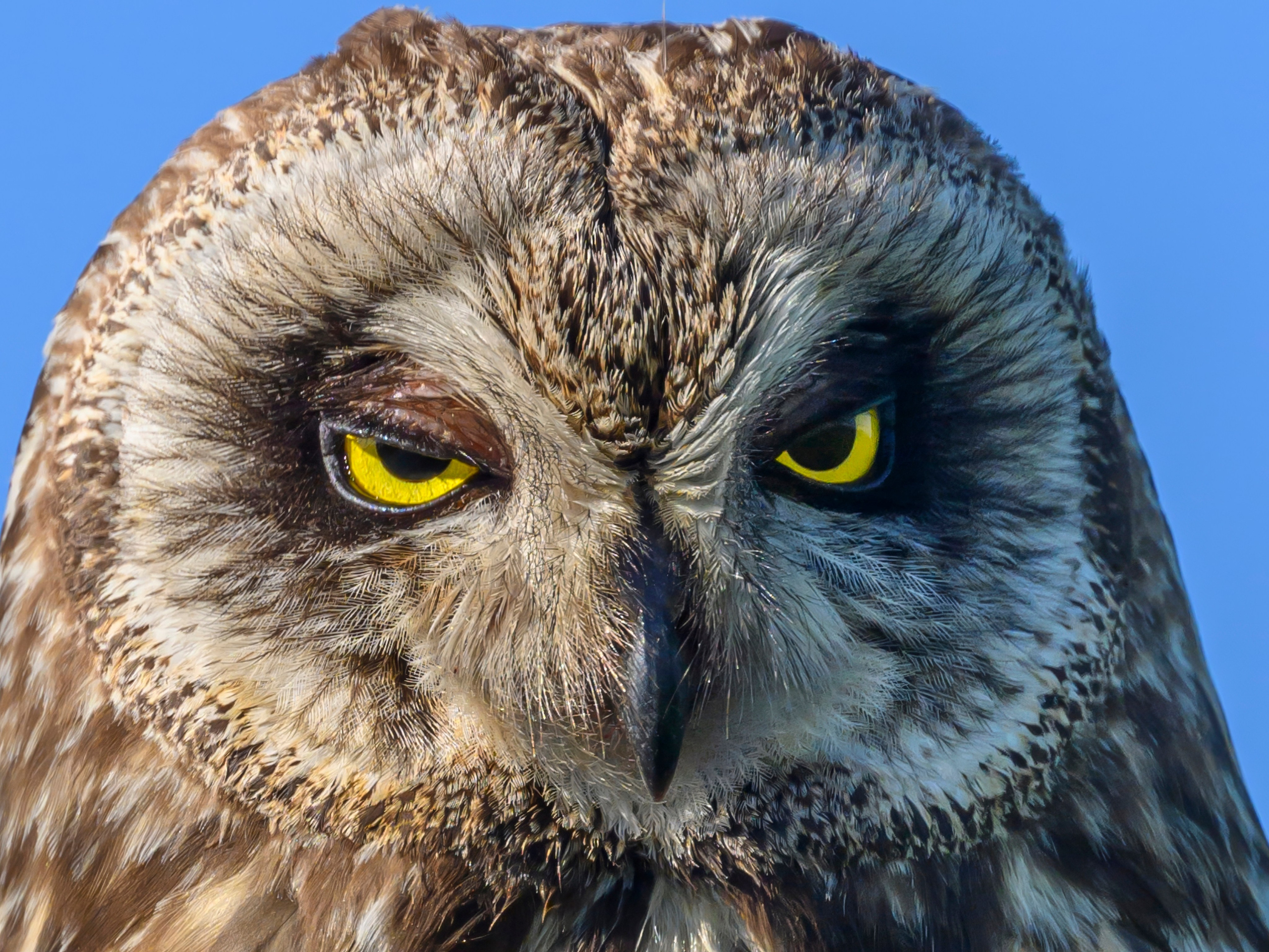 Совы и полевые птицы. Wildlife photography by Sergey Puponin