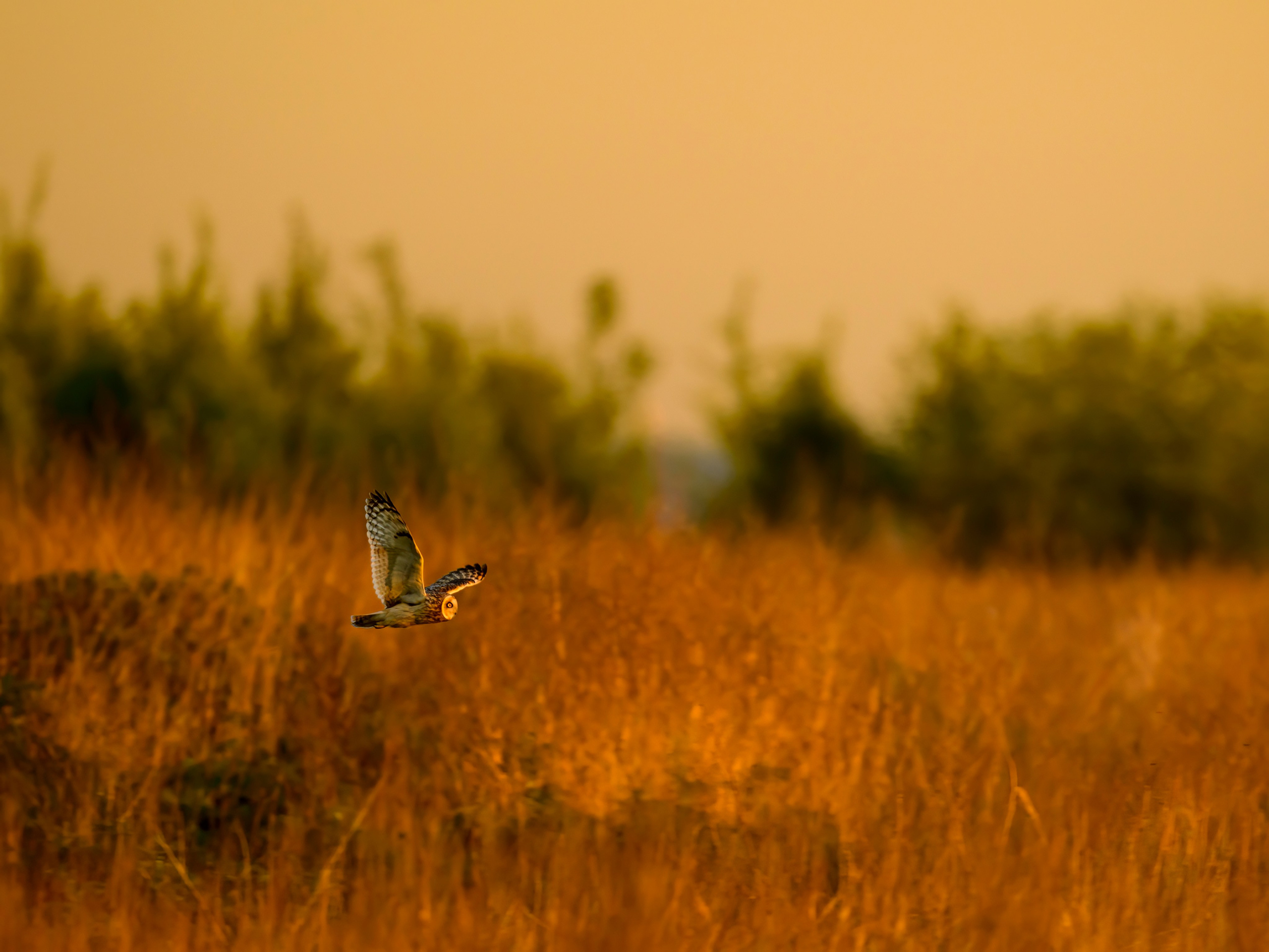 Лебеди, совы и лунь. Фотограф Сергей Пупонин