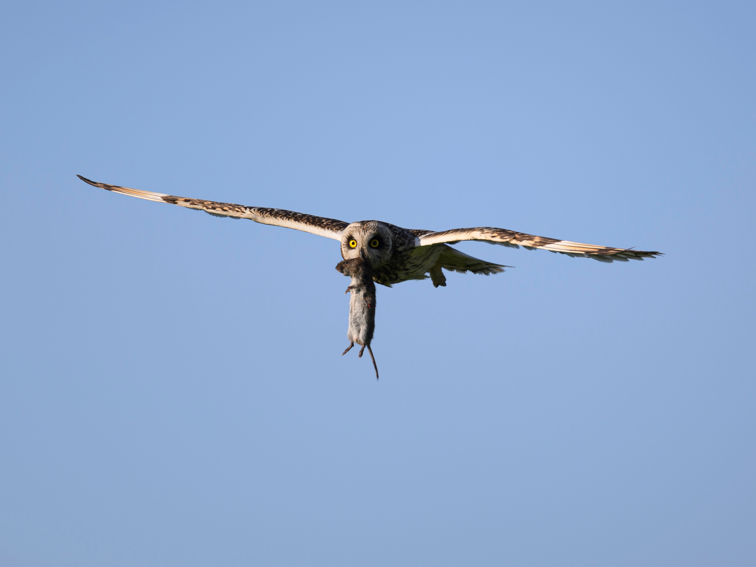 Болотная сова | Short eared owl. Фотограф Сергей Пупонин
