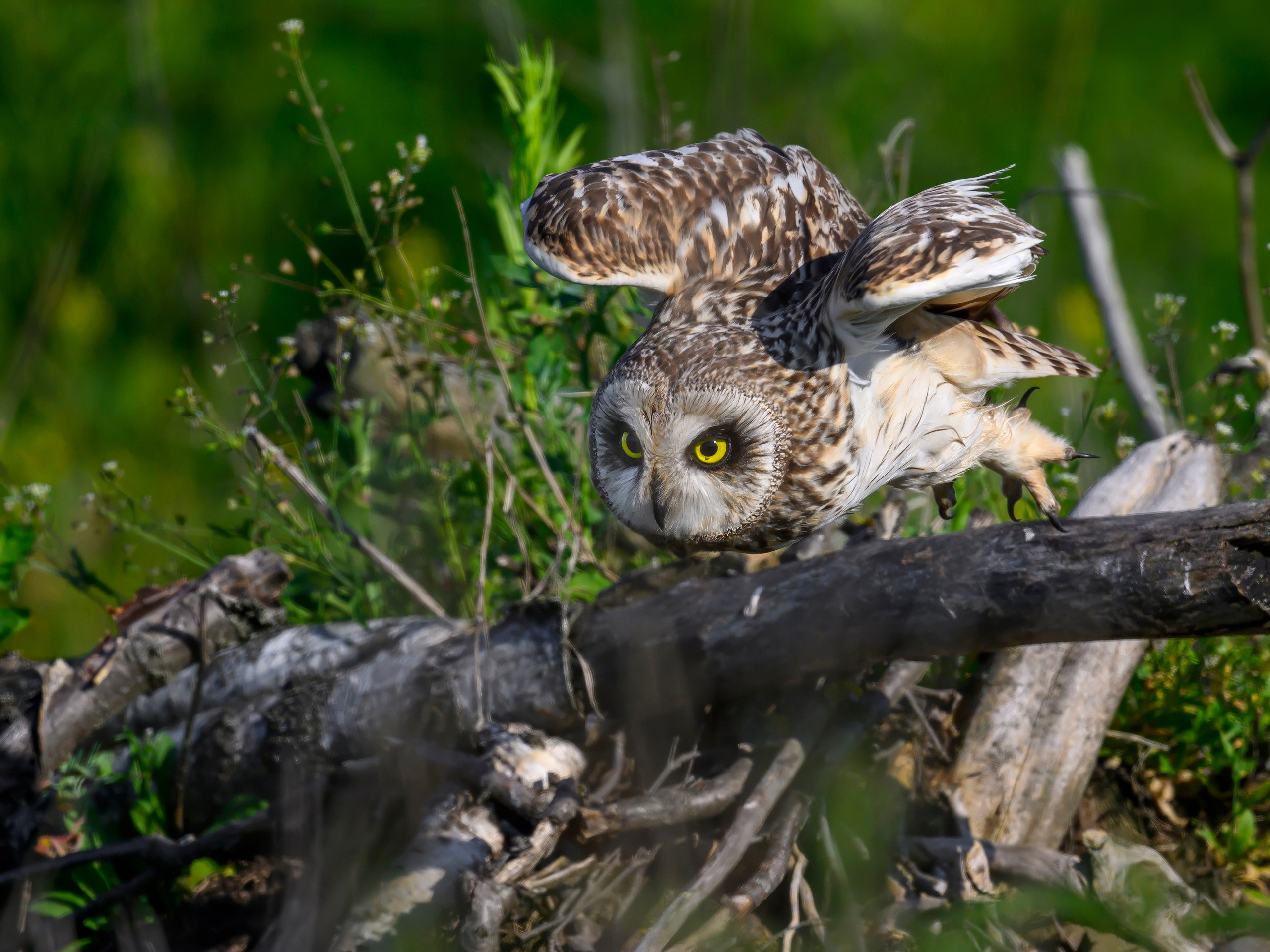 Совы и веретенники. Фотограф Сергей Пупонин