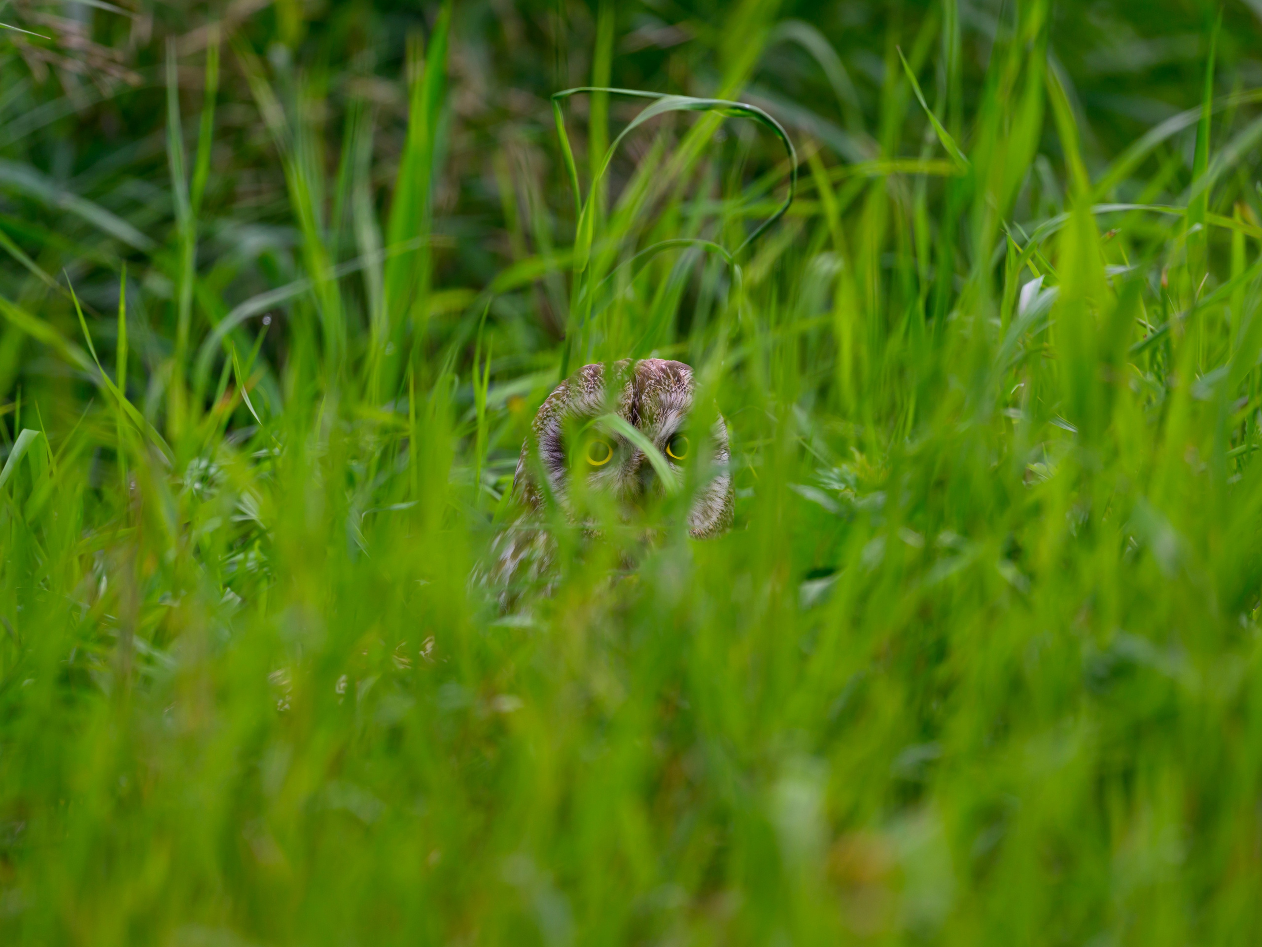Фотосессия совы. Фотограф Сергей Пупонин