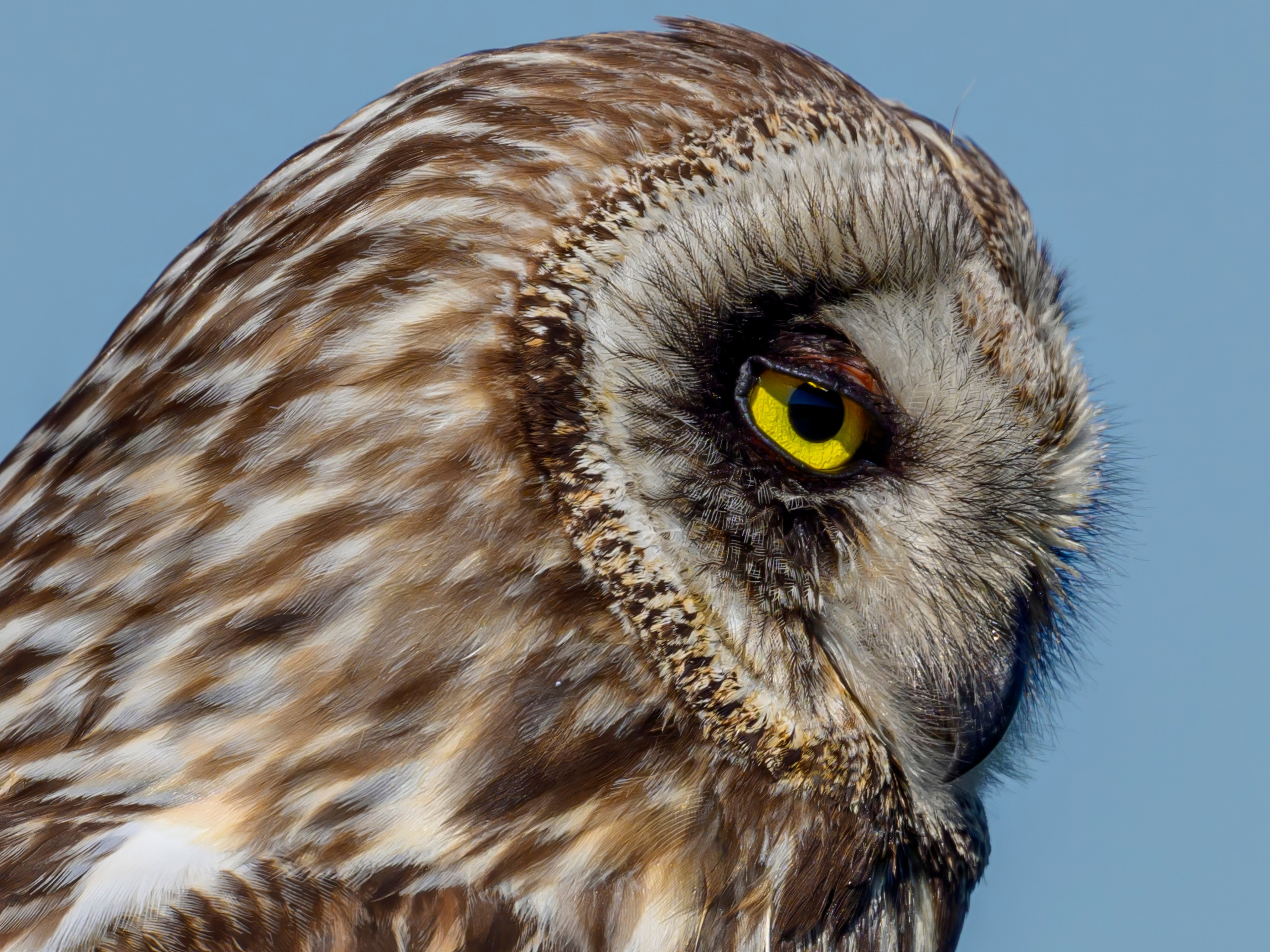 Совы и полевые птицы. Wildlife photography by Sergey Puponin