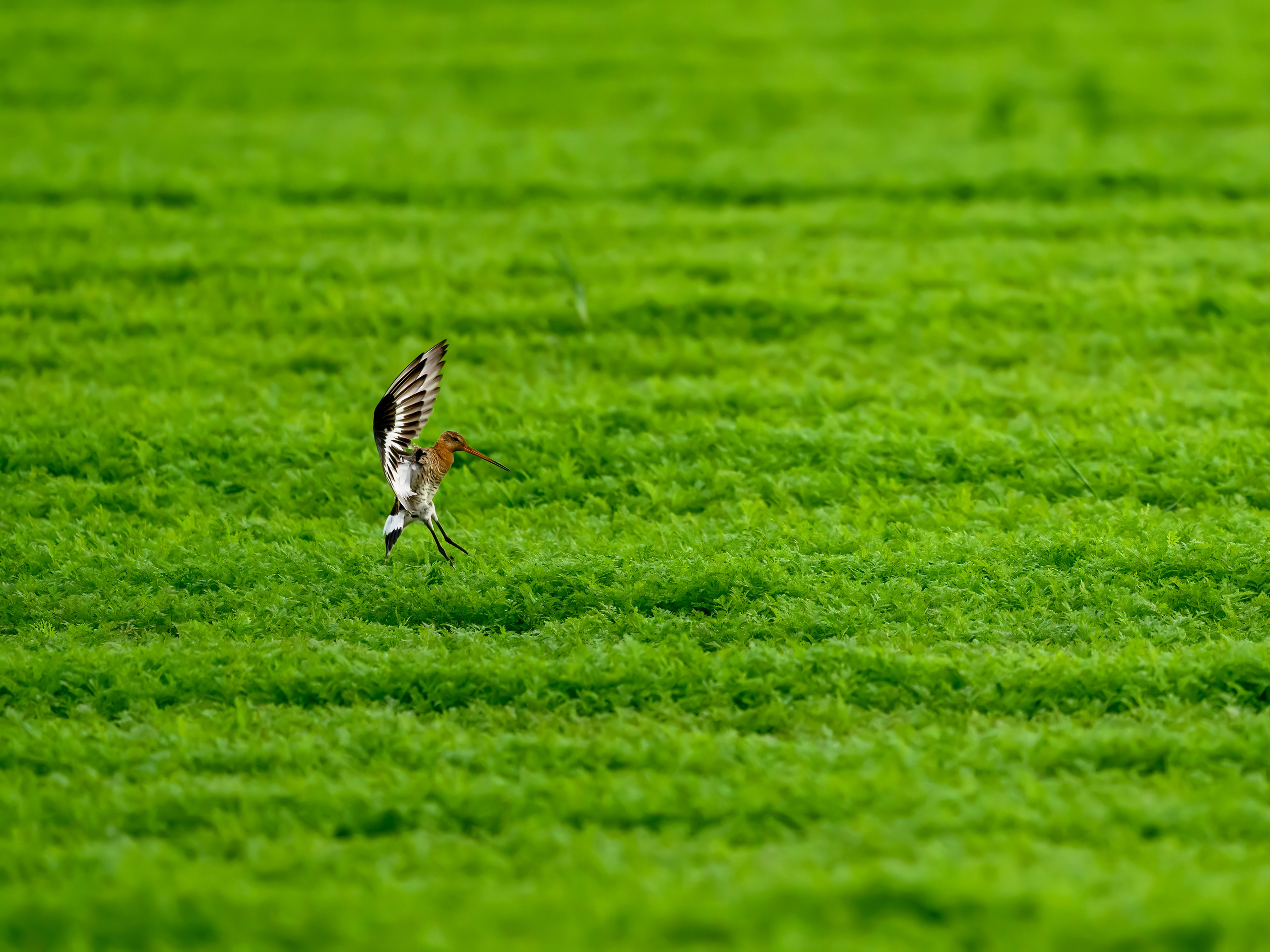 Веретенник и пожар на болоте. Фотограф Сергей Пупонин