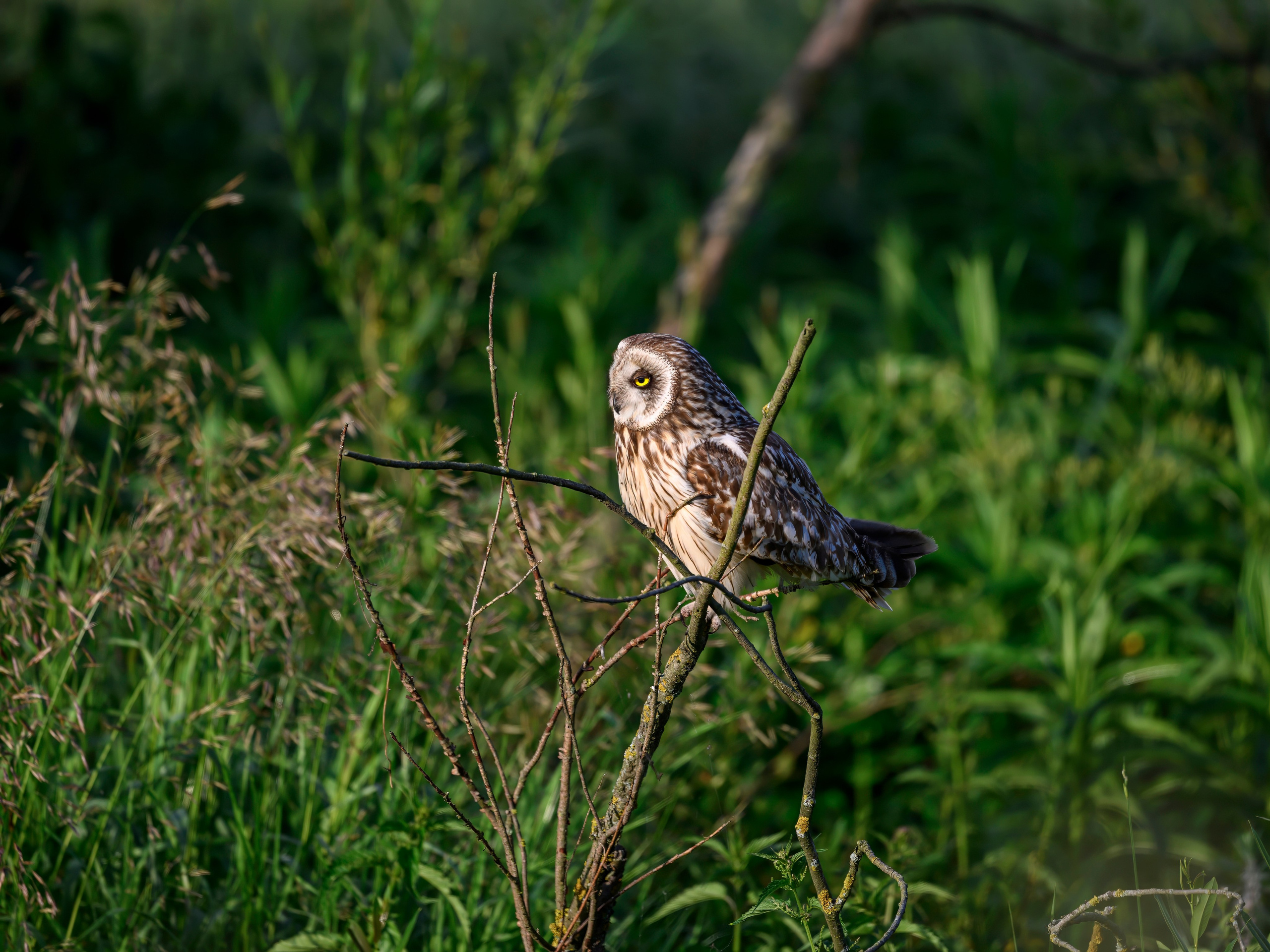 Слеток болотной совы. Wildlife photography by Sergey Puponin