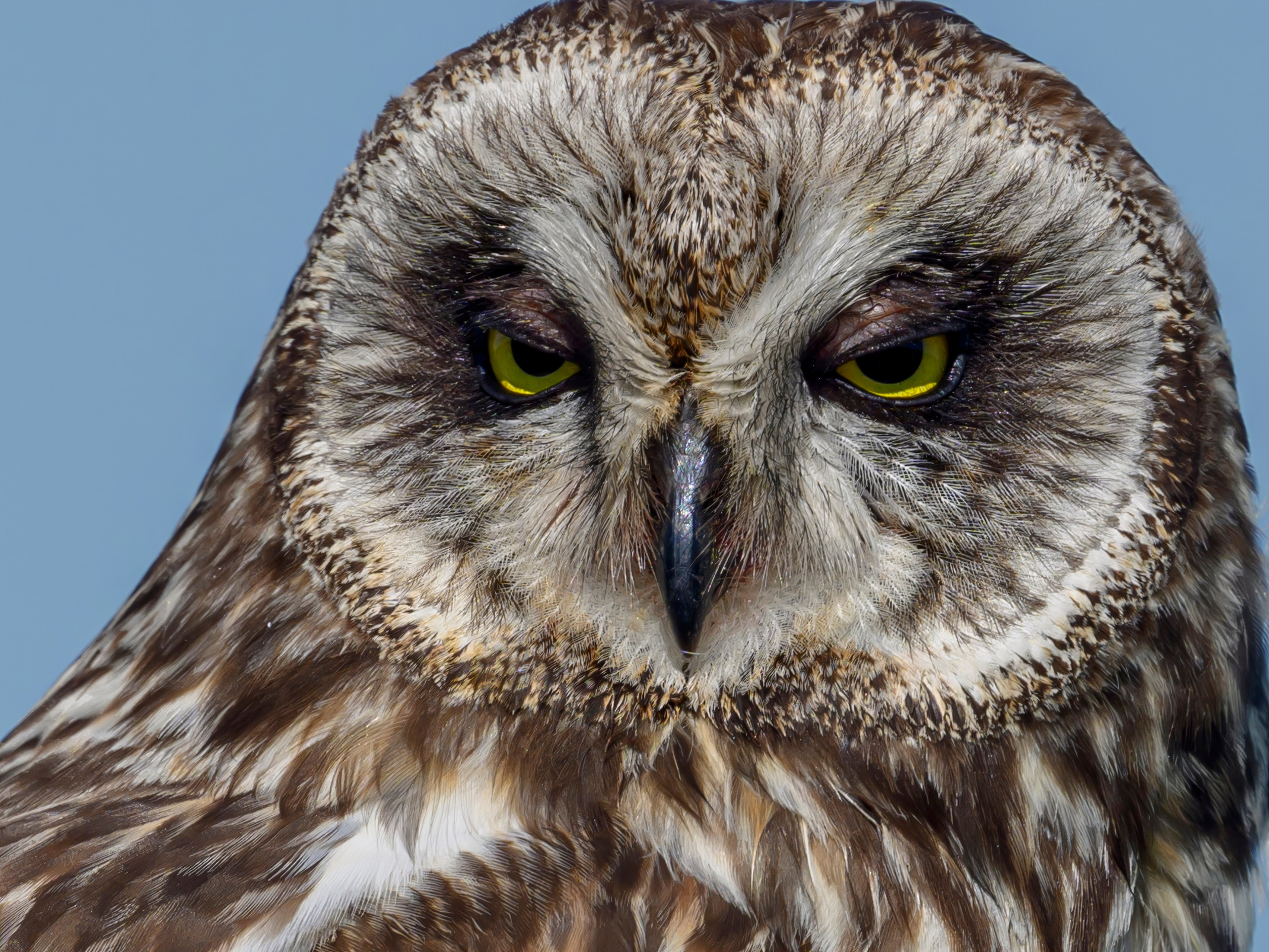 Совы и полевые птицы. Wildlife photography by Sergey Puponin