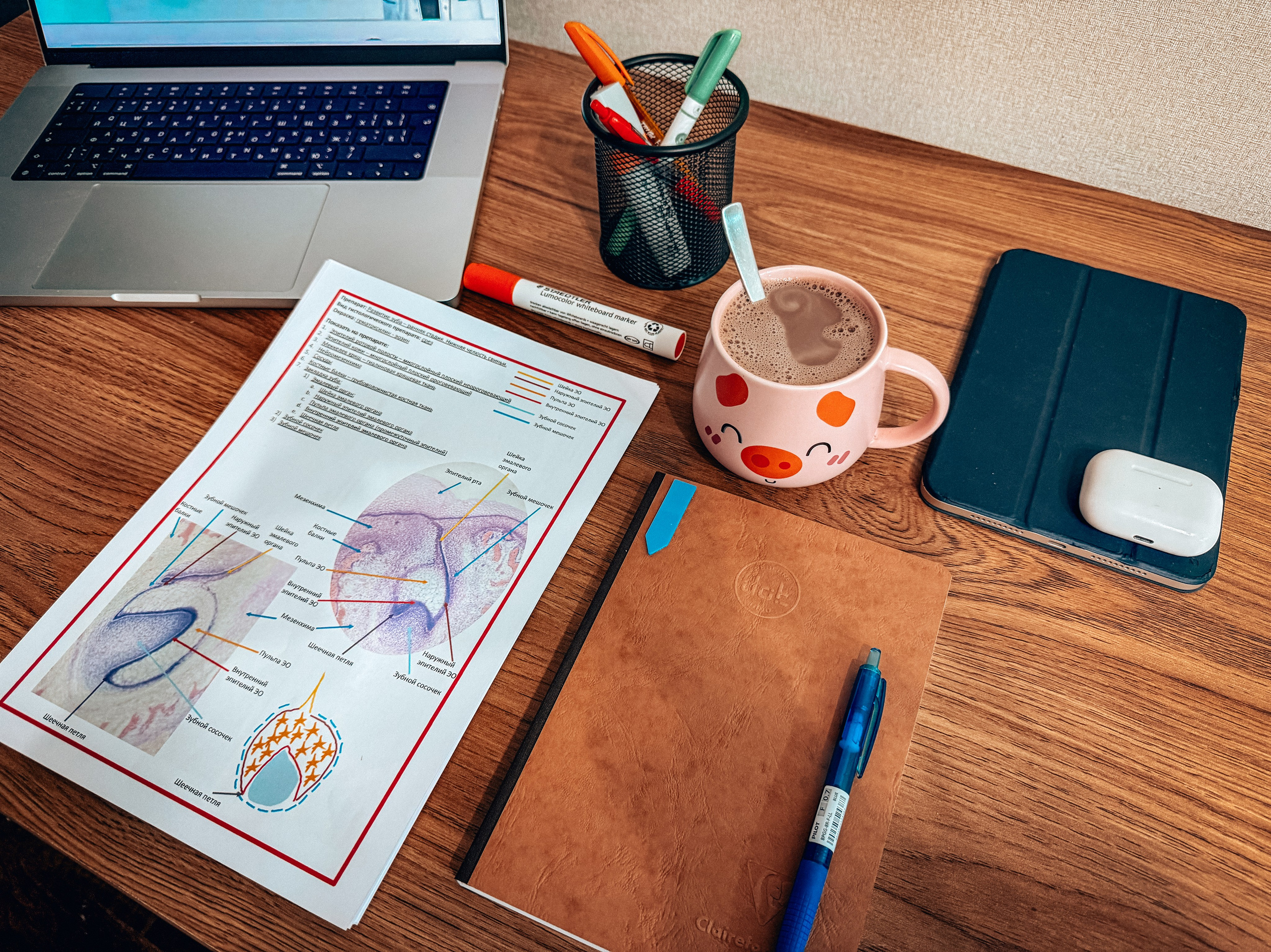 Репетитор по гистологии, патологической анатомии и патофизиологии | KaplanMed